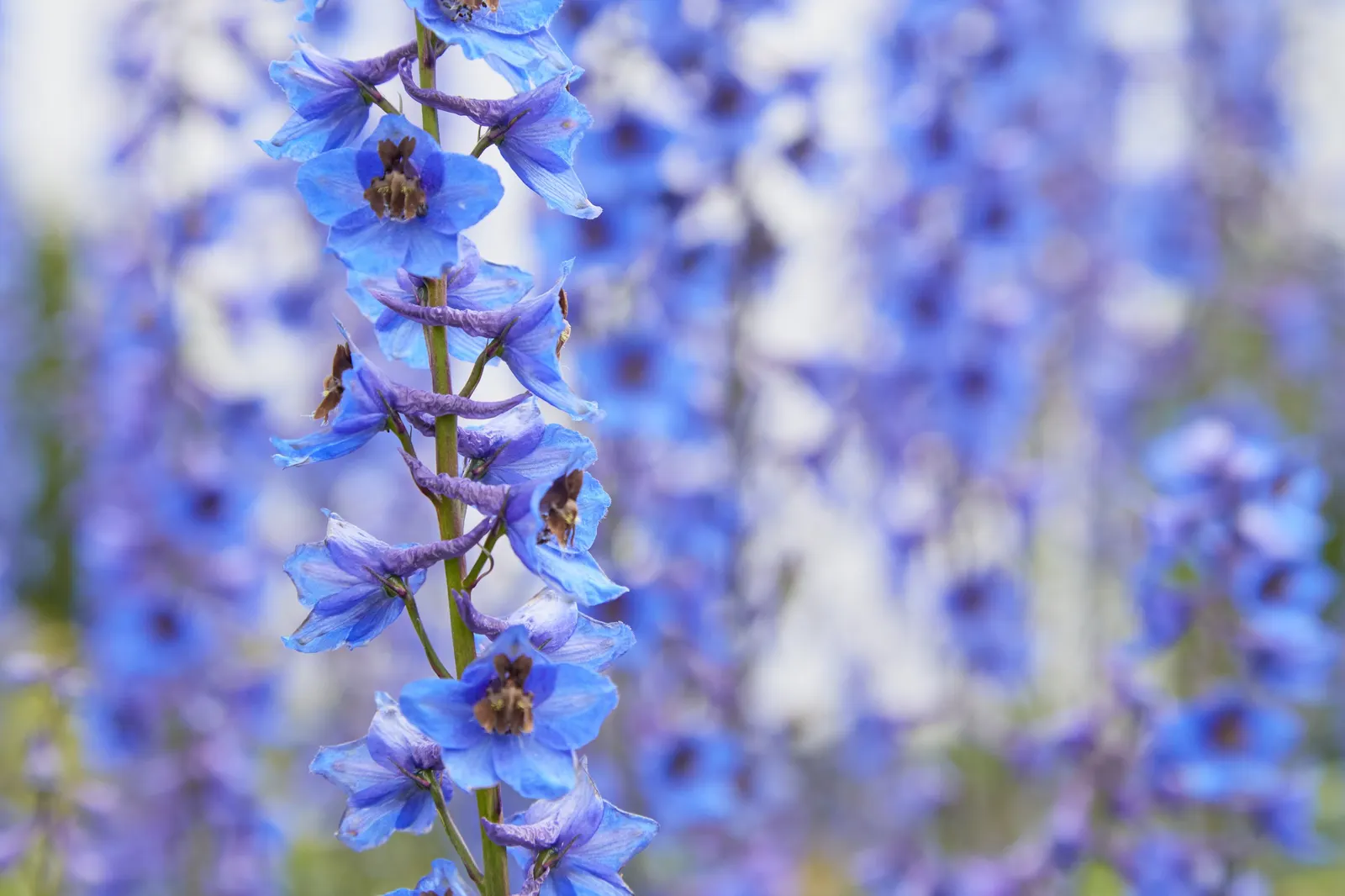 Belladonna Delphinium (Delphinium X Bel. 'Bellamosum') — This Belladonna Delphinium variety boasts well-spaced florets on branching stems; less, image 60
