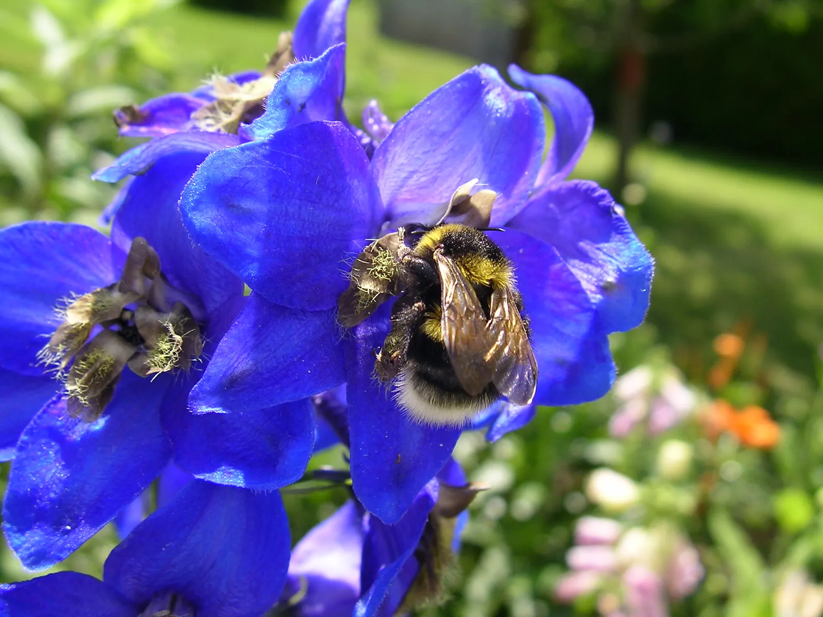 Belladonna Delphinium (Delphinium X Bel. 'Bellamosum') — part of the Belladonna group; making it a versatile addition in various climate, image 65