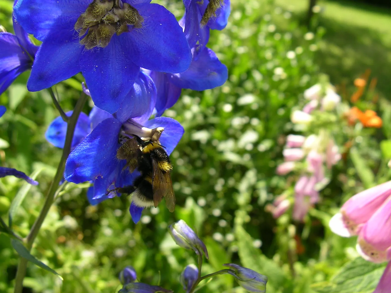 Belladonna Delphinium (Delphinium X Bel. 'Bellamosum') — commonly referred to as Belladonna Delphinium; airy sprays that deliver a graceful