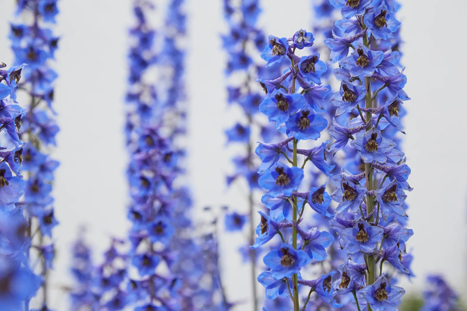 Belladonna Delphinium (Delphinium X Bel. 'Bellamosum') — It is also deer resistant; plants should be set around 12 to 18 inches apart