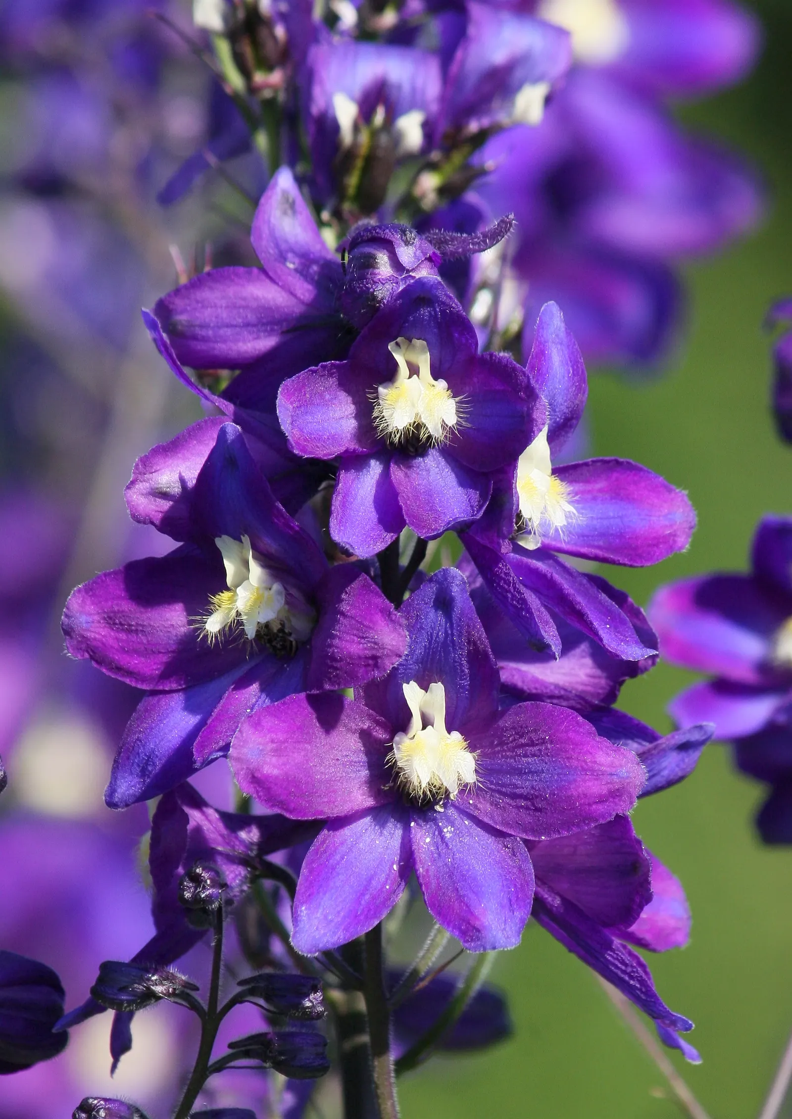 Belladonna Delphinium (Delphinium X Bel. 'Bellamosum') — This Belladonna Delphinium variety boasts well-spaced florets on branching stems; less rigid aspect