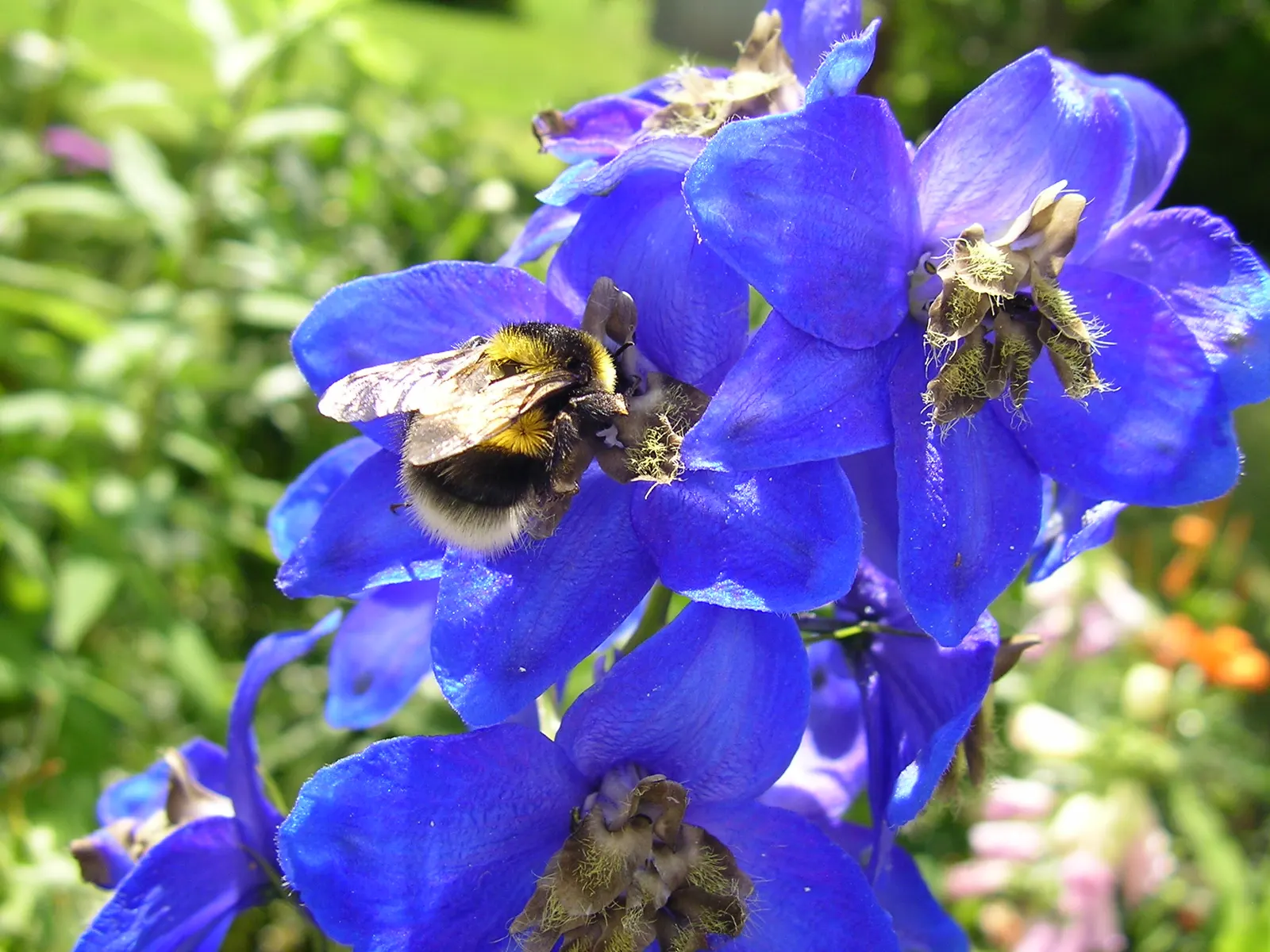 Belladonna Delphinium (Delphinium X Bel. 'Bellamosum') — though it's noted that all parts of this plant are toxic if ingested; blue and violet flowers in the