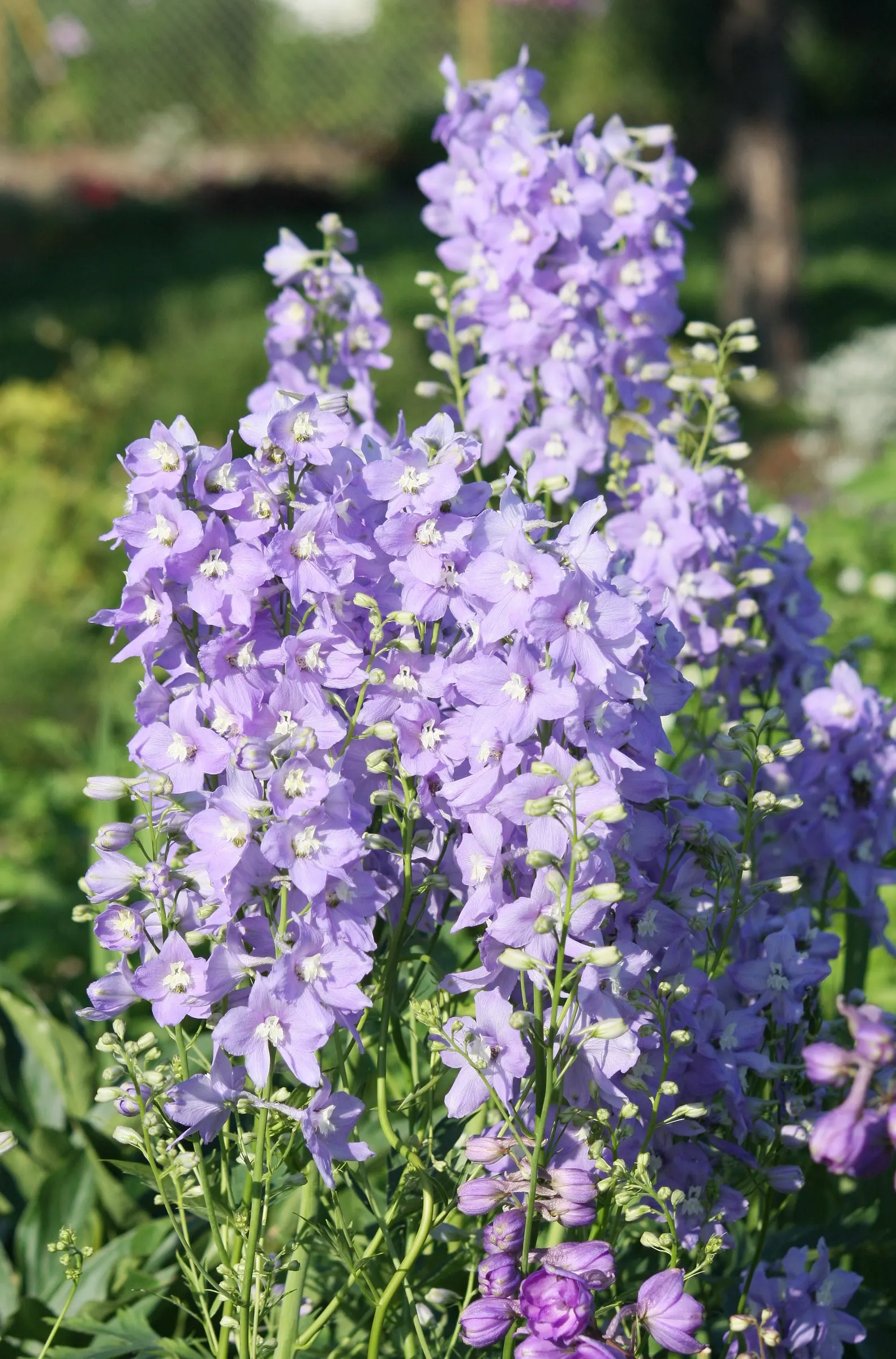 Belladonna Delphinium (Delphinium X Bel. 'Bellamosum') — This Belladonna Delphinium variety boasts well-spaced florets on branching stems
