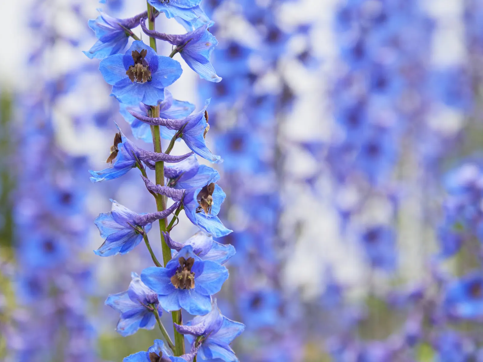 Belladonna Delphinium (Delphinium X Bel. 'Bellamosum') — requiring well-drained soil to prevent root rot