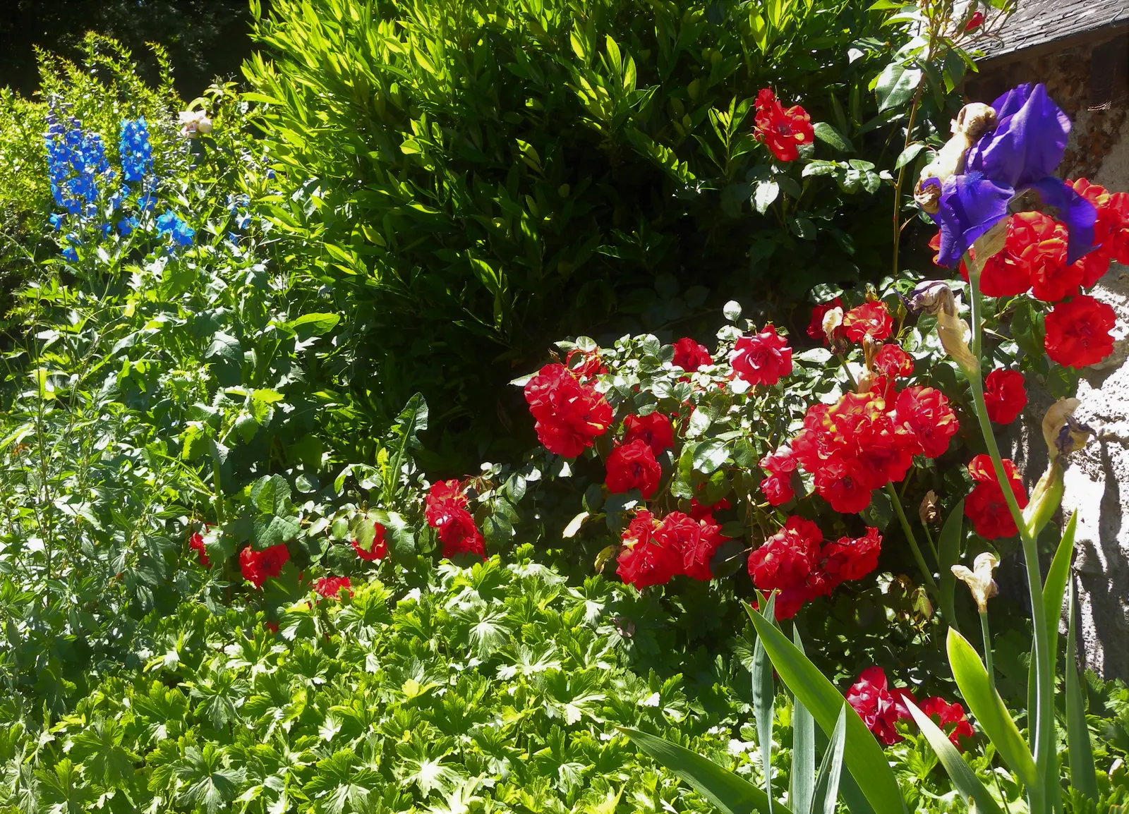 Belladonna Delphinium (Delphinium X Bel. 'Bellamosum') — particularly during dry spells