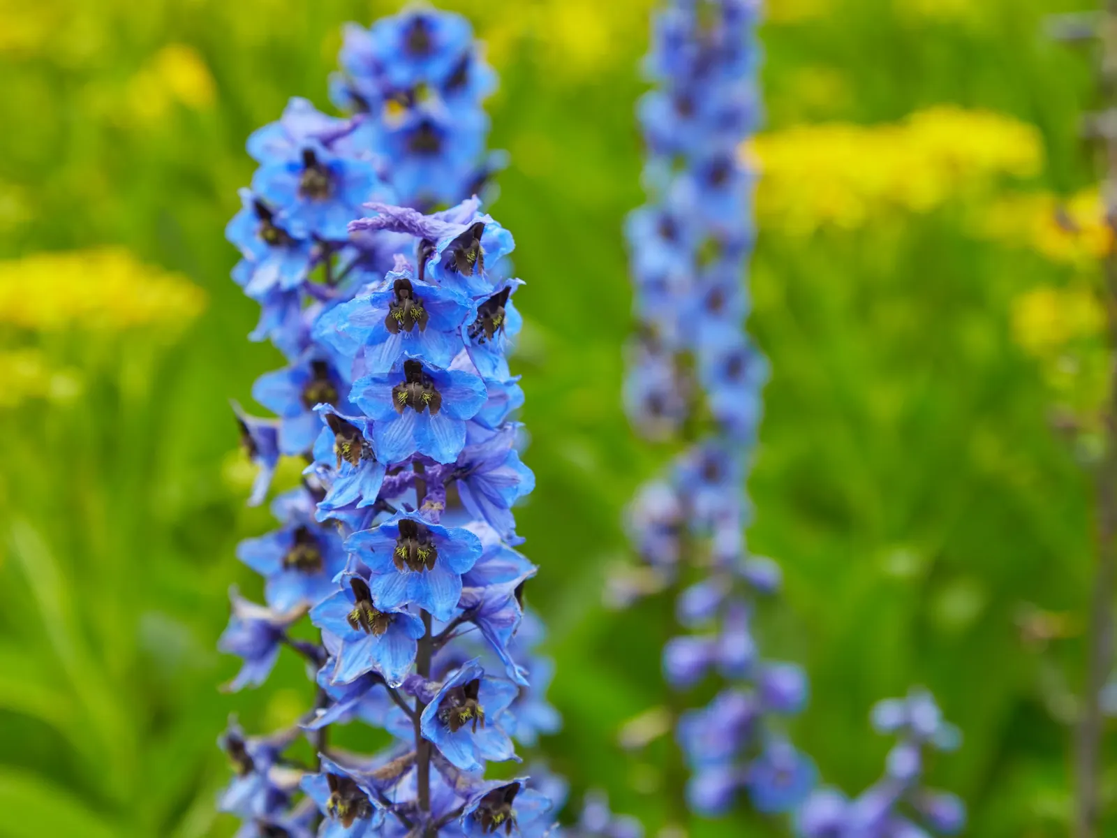 Belladonna Delphinium (Delphinium X Bel. 'Bellamosum') — Space plants approximately 1 to 2 feet apart for optimal growth and airflow
