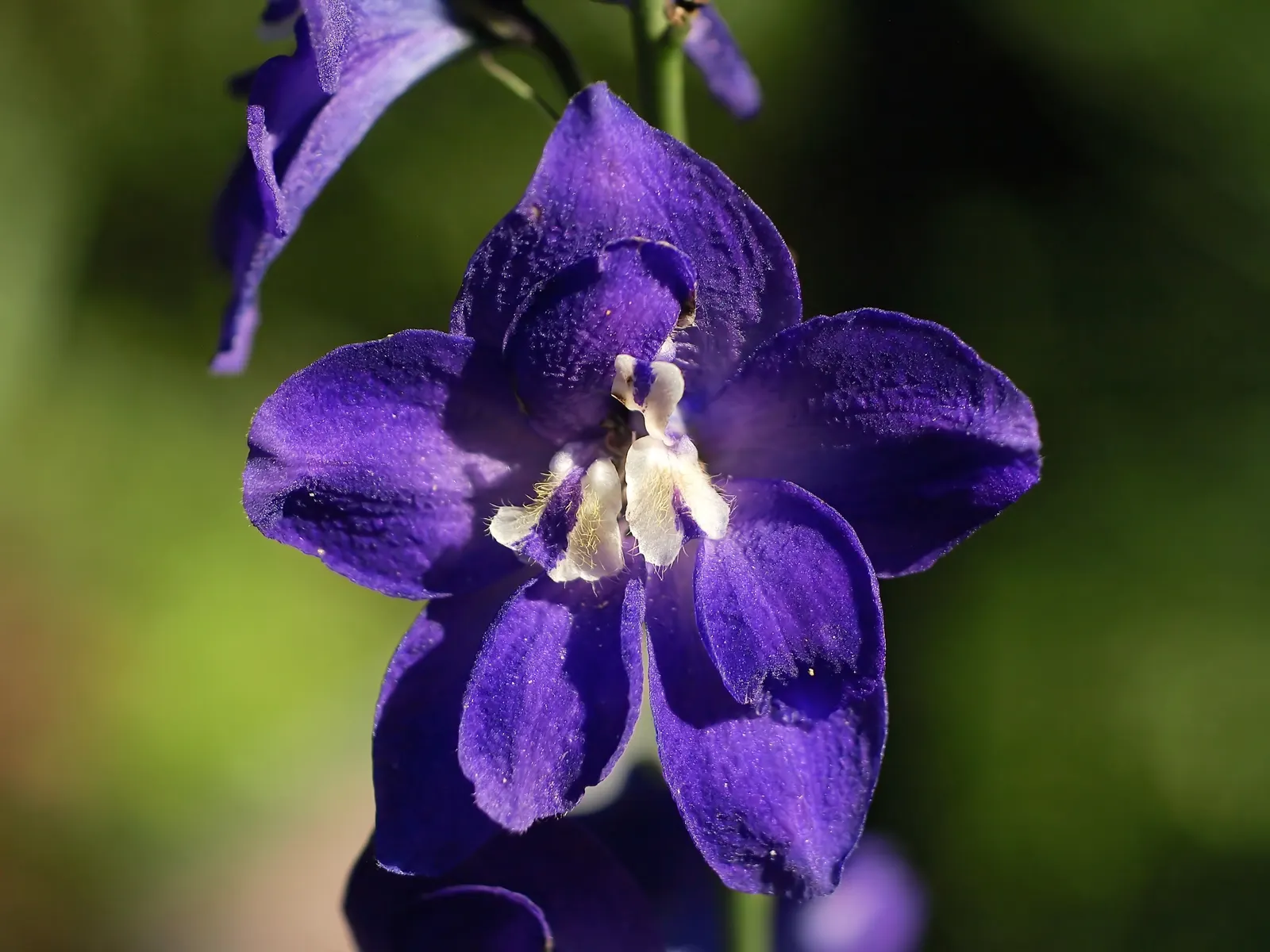 Belladonna Delphinium (Delphinium X Bel. 'Bellamosum') — is highly prized for its looser; it is also deer resistant