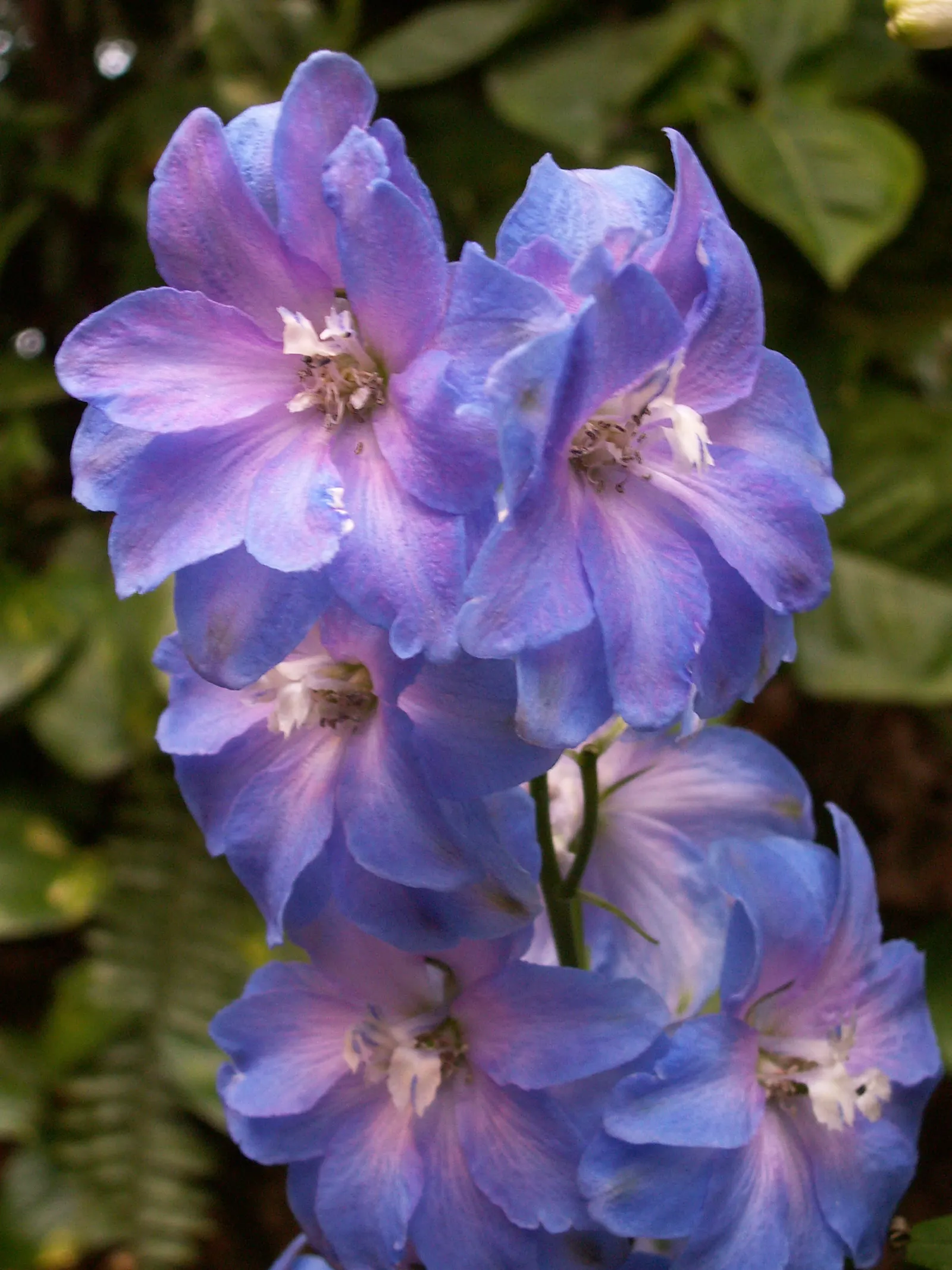 Belladonna Delphinium (Delphinium X Bel. 'Bellamosum') — blue and violet flowers in the garden