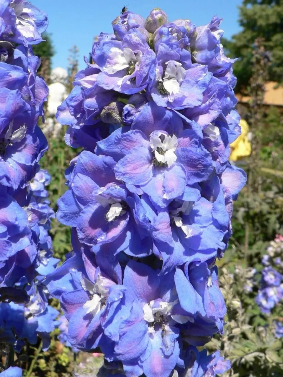 Belladonna Delphinium (Delphinium X Bel. 'Bellamosum') — particularly during dry spells; part of the Belladonna group