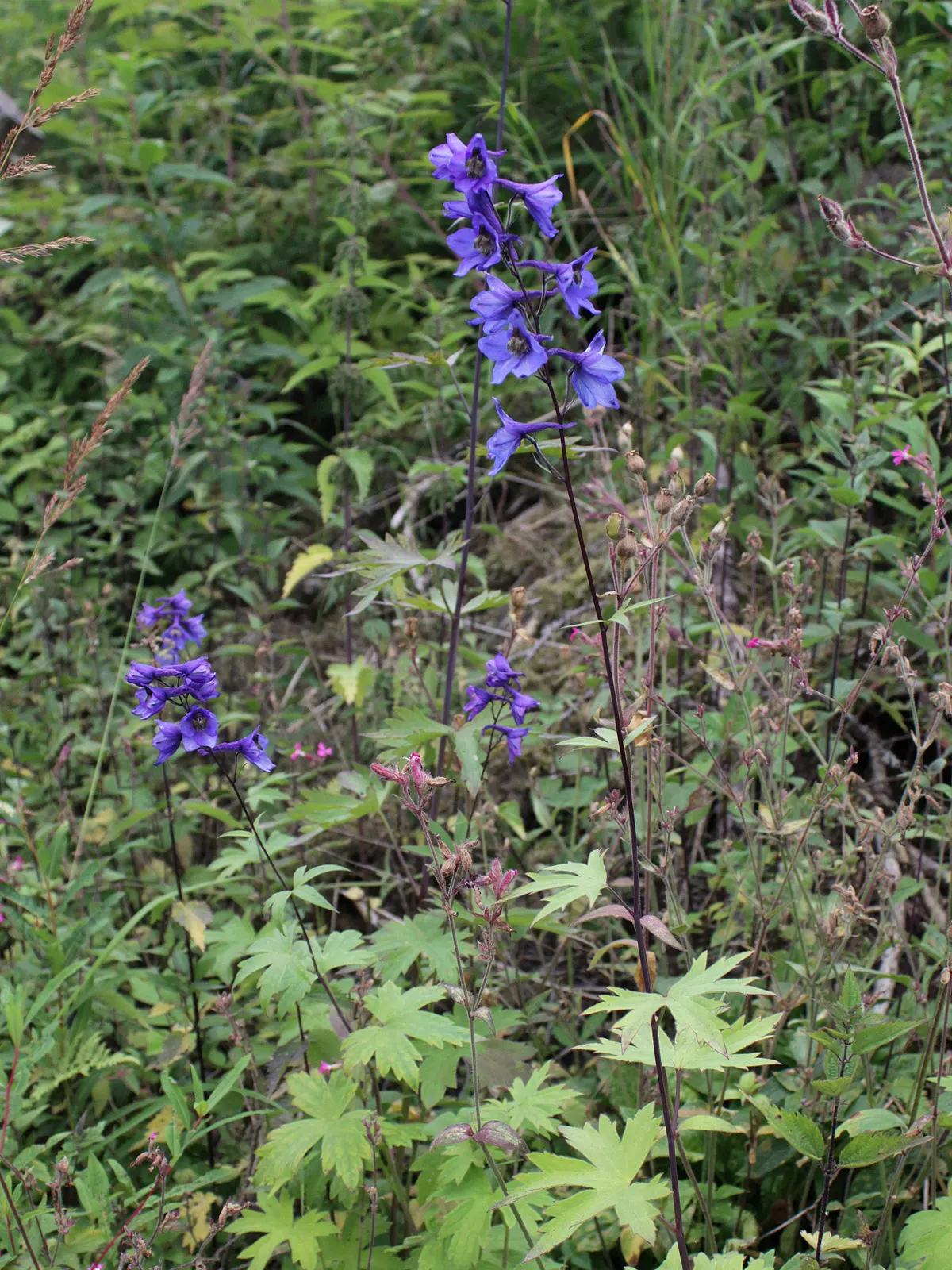 Belladonna Delphinium (Delphinium X Bel. 'Bellamosum') — making it an ideal choice for borders