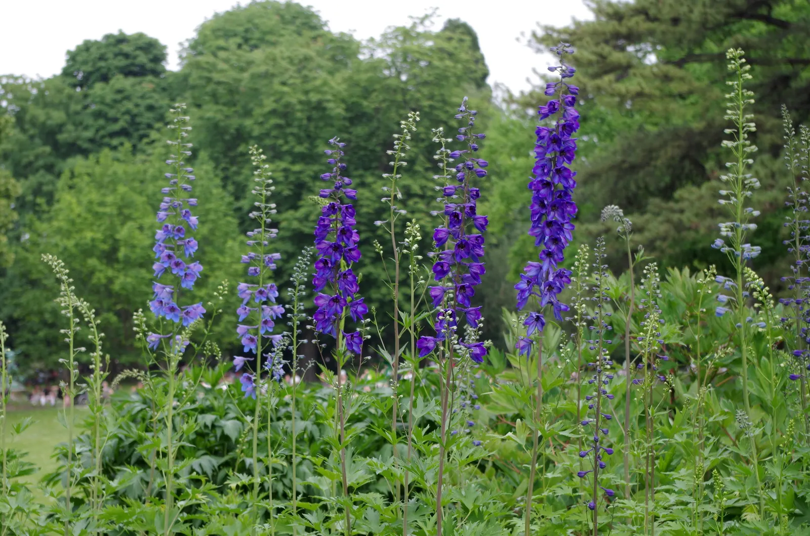 Belladonna Delphinium (Delphinium X Bel. 'Bellamosum') — Prefers full sun to light shade and well-drained soil; particularly during dry spells
