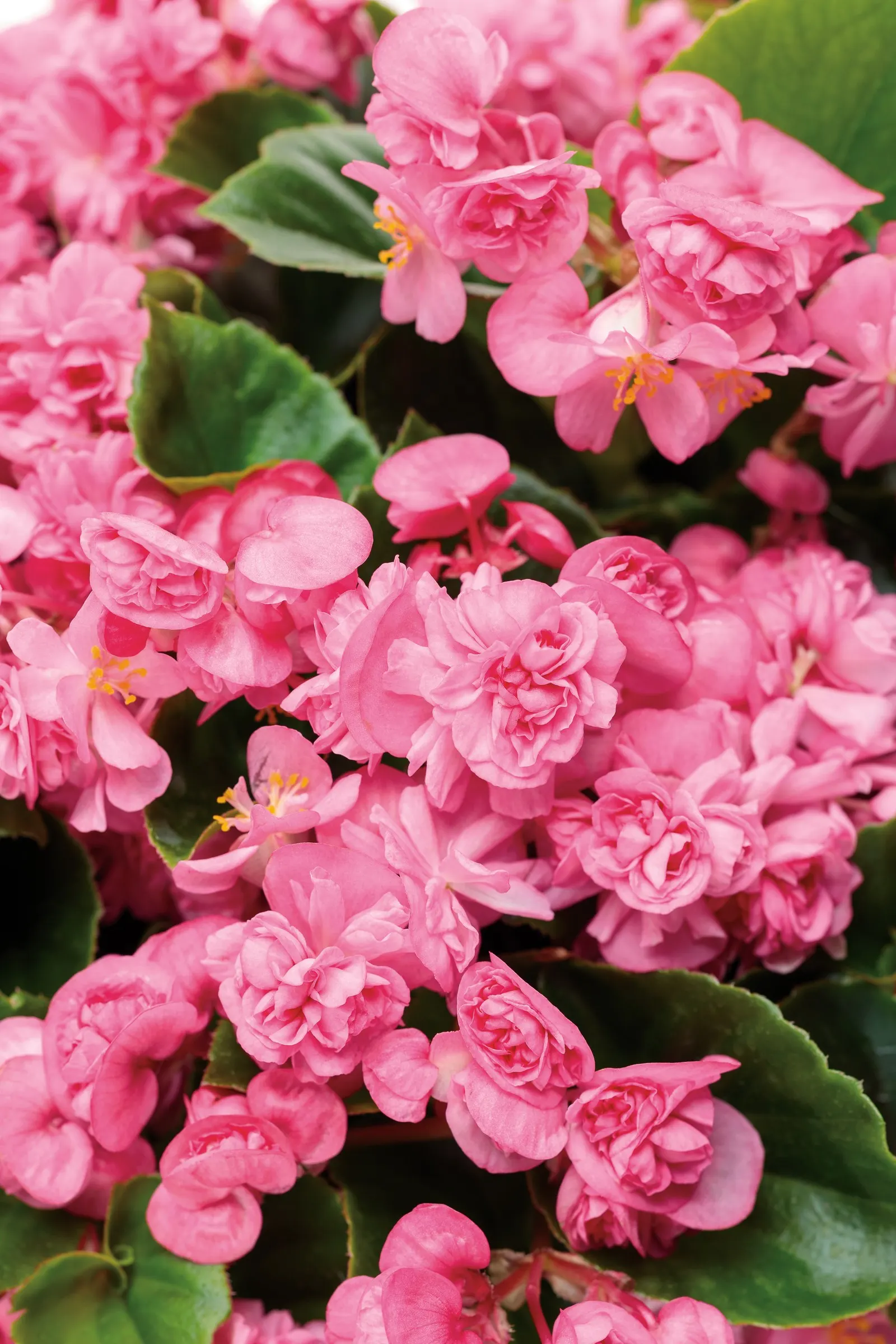 Pink Begonia (Begonia semperflorens) — The Begonia semperflorens is a compact Pink Begonia with double pink flowers and dark bronze to black foliage; hardy in