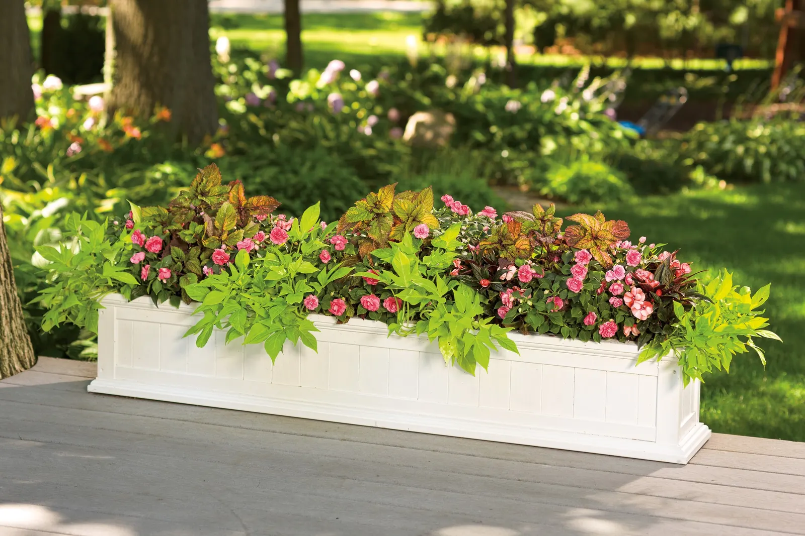 Pink Begonia (Begonia semperflorens) — The Begonia semperflorens is a compact Pink Begonia with double pink flowers and dark bronze to black foliage
