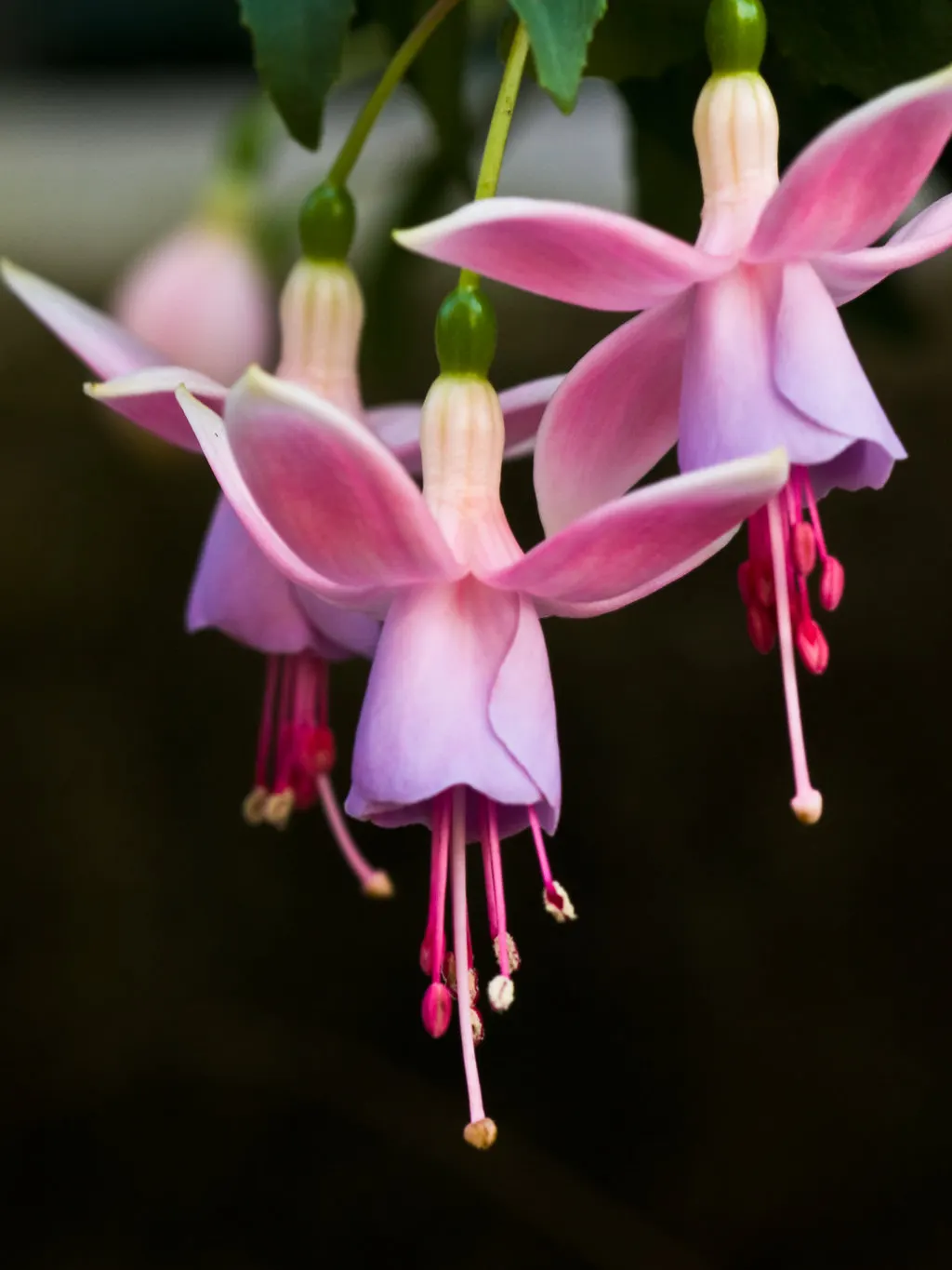 Angel Earrings Fuchsia (Fuchsia 'Angel's Earrings Dainty') — pendulous flowers resembling dainty earrings