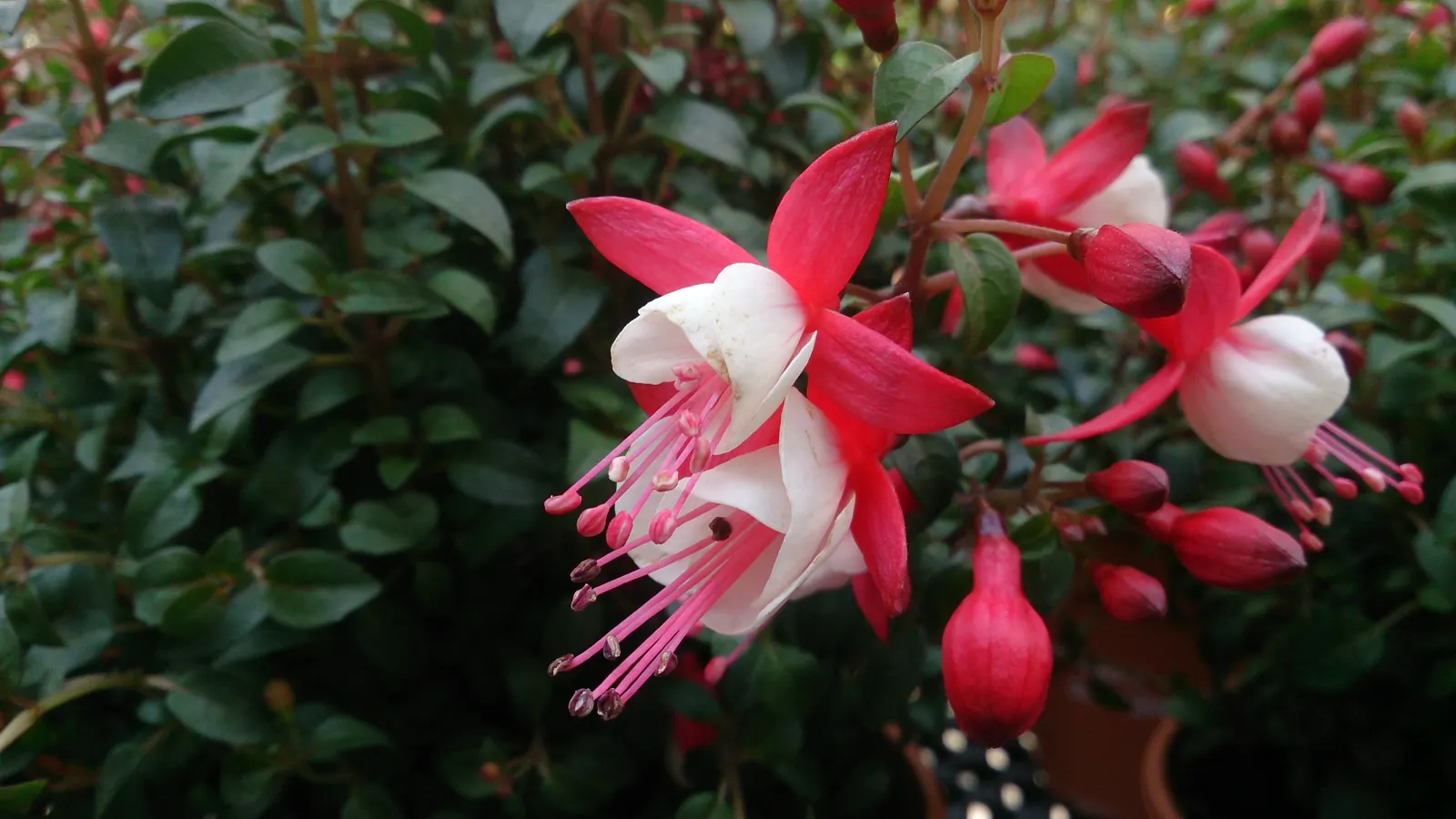 Angel Earrings Fuchsia (Fuchsia 'Angel's Earrings Dainty') — Blossoming from spring to fall, it showcases vibrant pink and purple hues