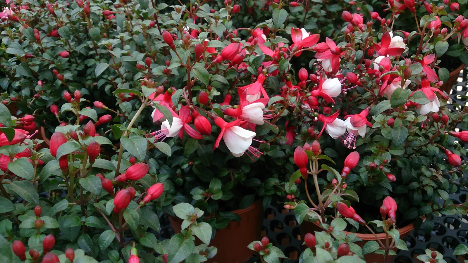 Angel Earrings Fuchsia (Fuchsia 'Angel's Earrings Dainty') — This cultivar thrives in partial shade and well-draining soil