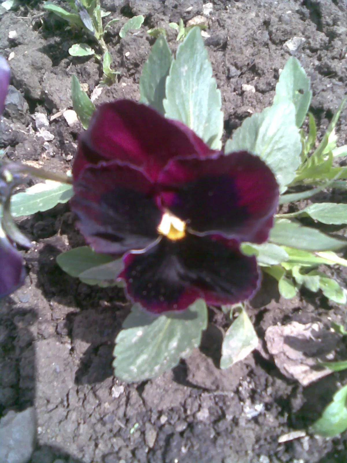 Common Pansy (Viola X Wittrockiana) — Pansies add a splash of color in spring and fall, being frost-tolerant and blooming with proper deadheading