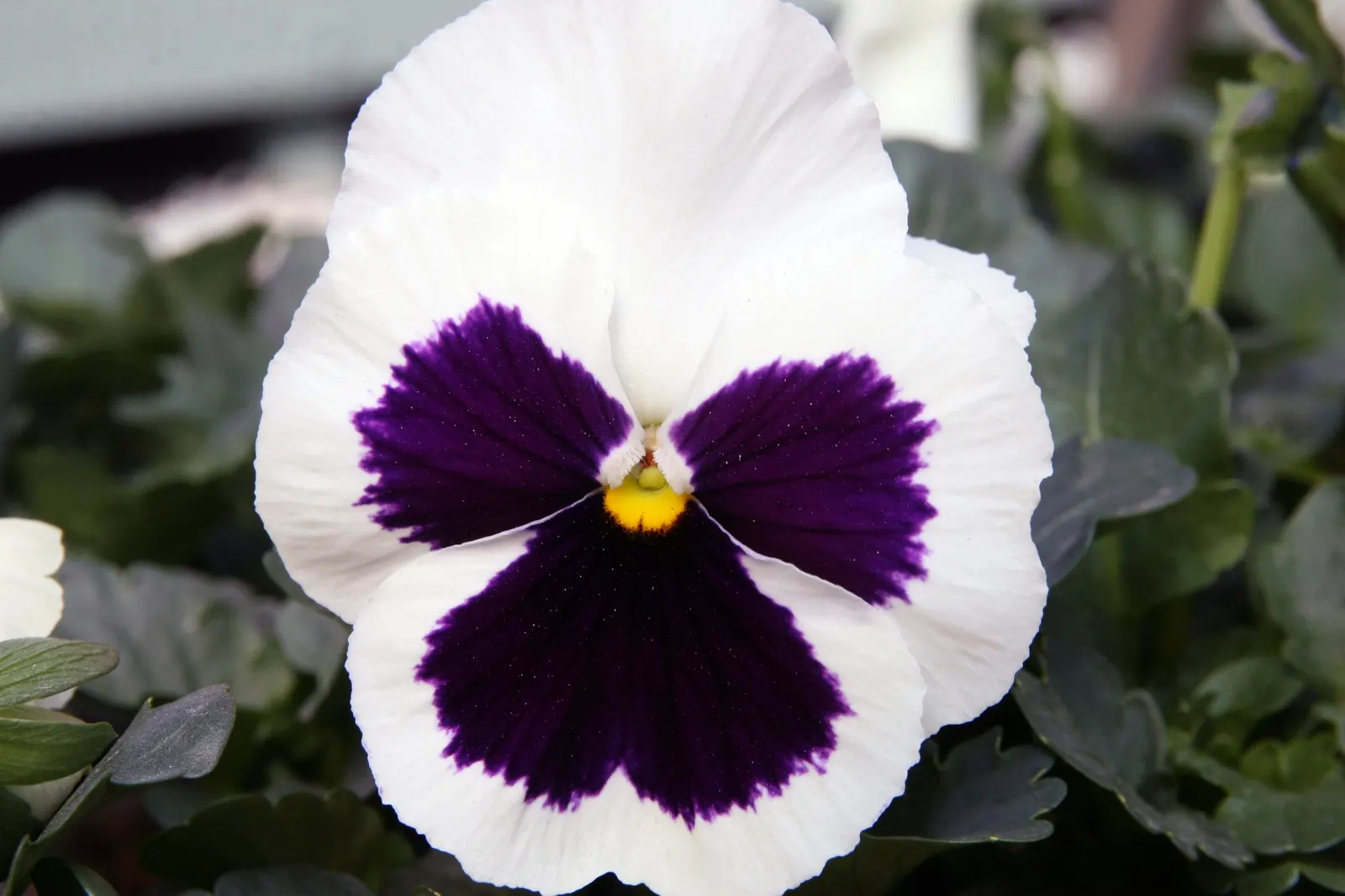 Common Pansy (Viola X Wittrockiana) — though be mindful to avoid waterlogging