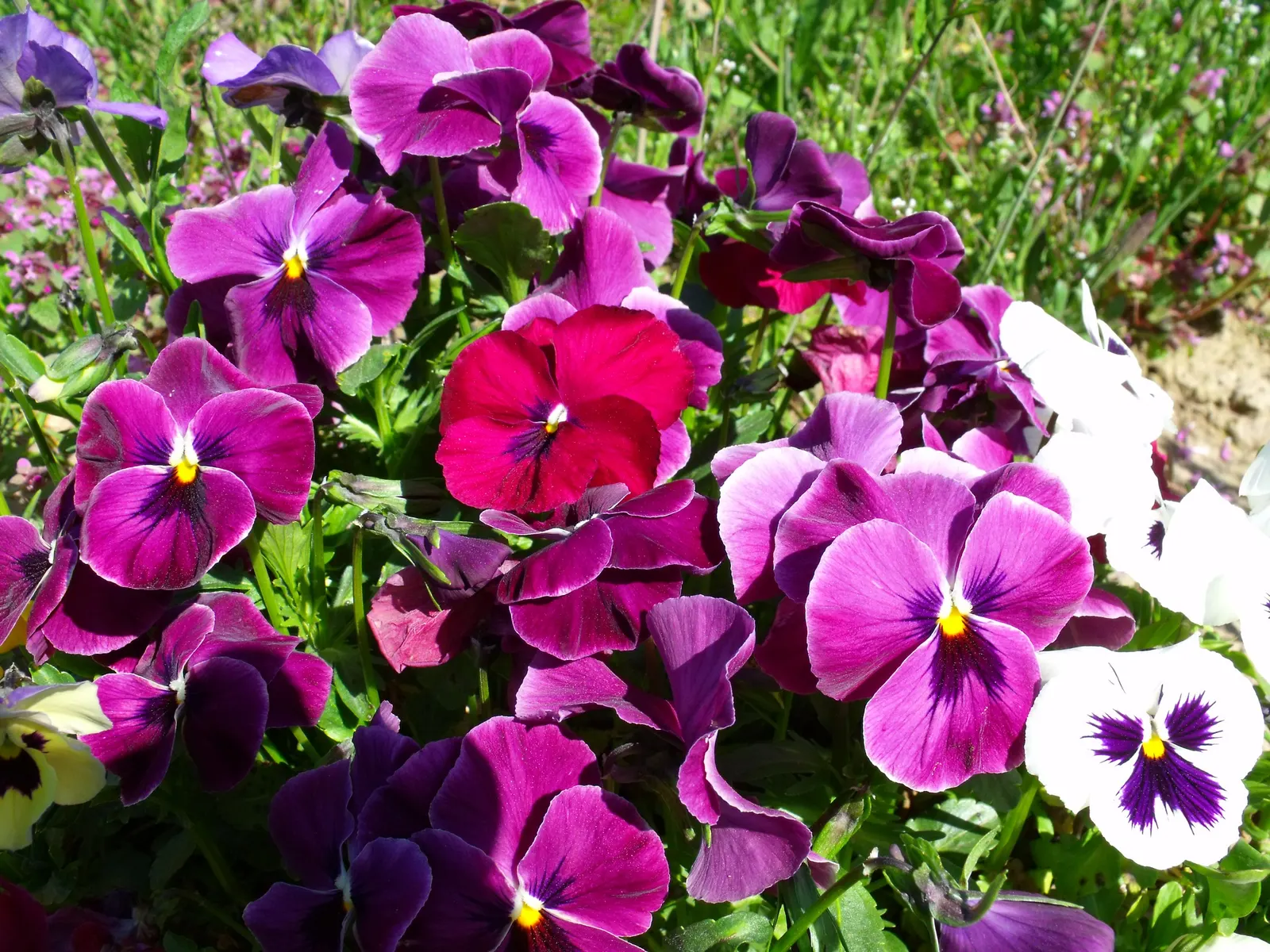 Common Pansy (Viola X Wittrockiana) — making them ideal for cooler planting zones; and a location that receives full to partial sunlight, image 110