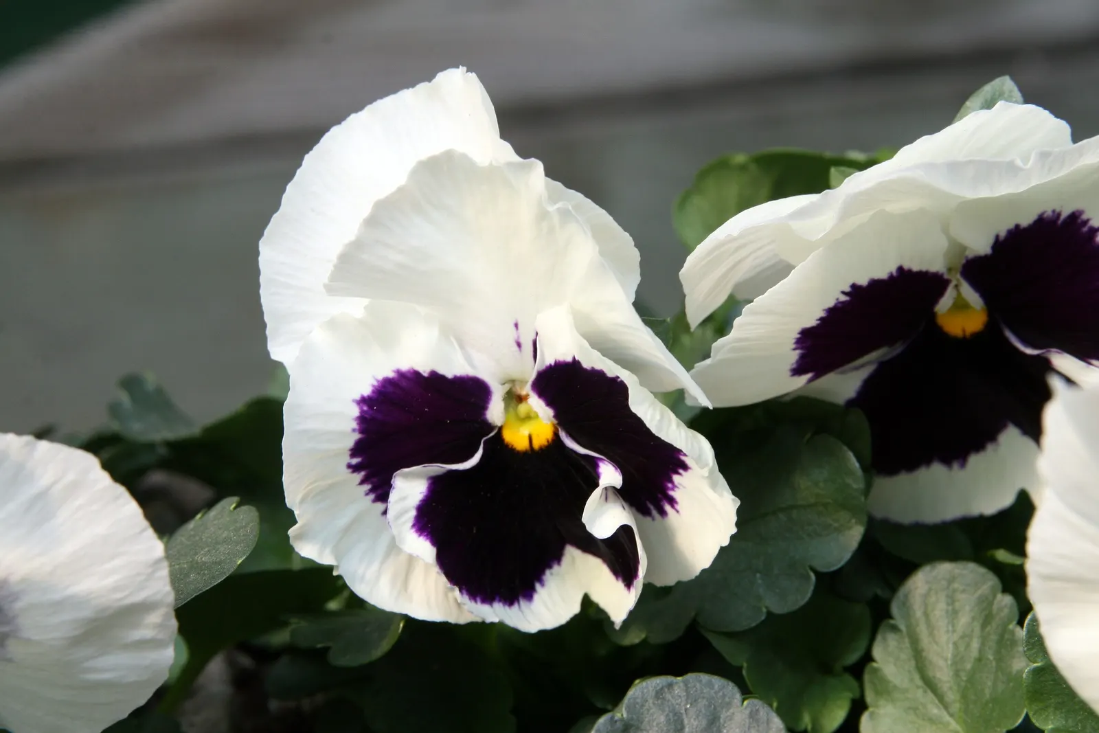 Common Pansy (Viola X Wittrockiana) — which measure about 2 to 4 inches across; multi-colored and yellow flowers in the garden, image 103