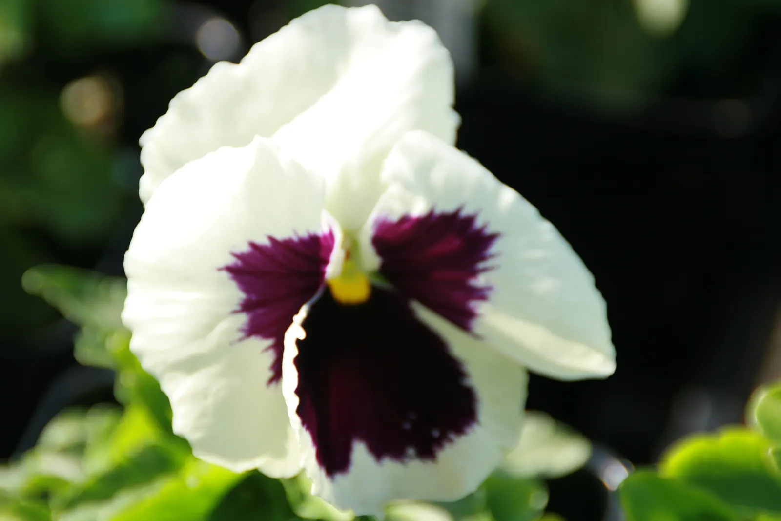 Common Pansy (Viola X Wittrockiana) — integrating seamlessly into a garden's ecosystem; the Common Pansy (Viola x wittrockiana) stands out with a, image 112