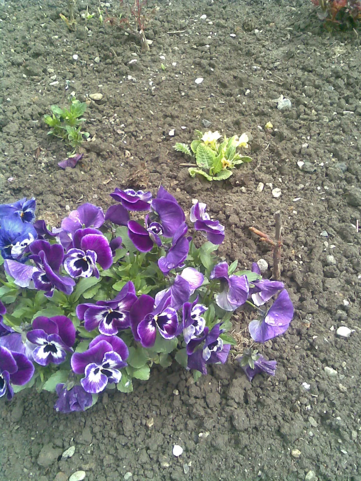 Common Pansy (Viola X Wittrockiana) — While pansies are cold-hardy