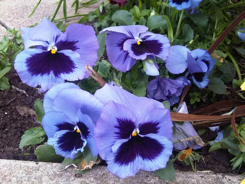 Common Pansy (Viola X Wittrockiana) — remind them to water regularly