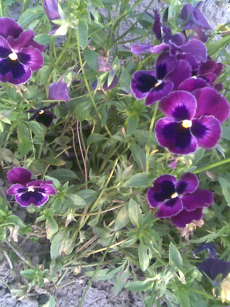 Common Pansy (Viola X Wittrockiana) — which measure about 2 to 4 inches across; multi-colored and yellow flowers in the garden, image 73