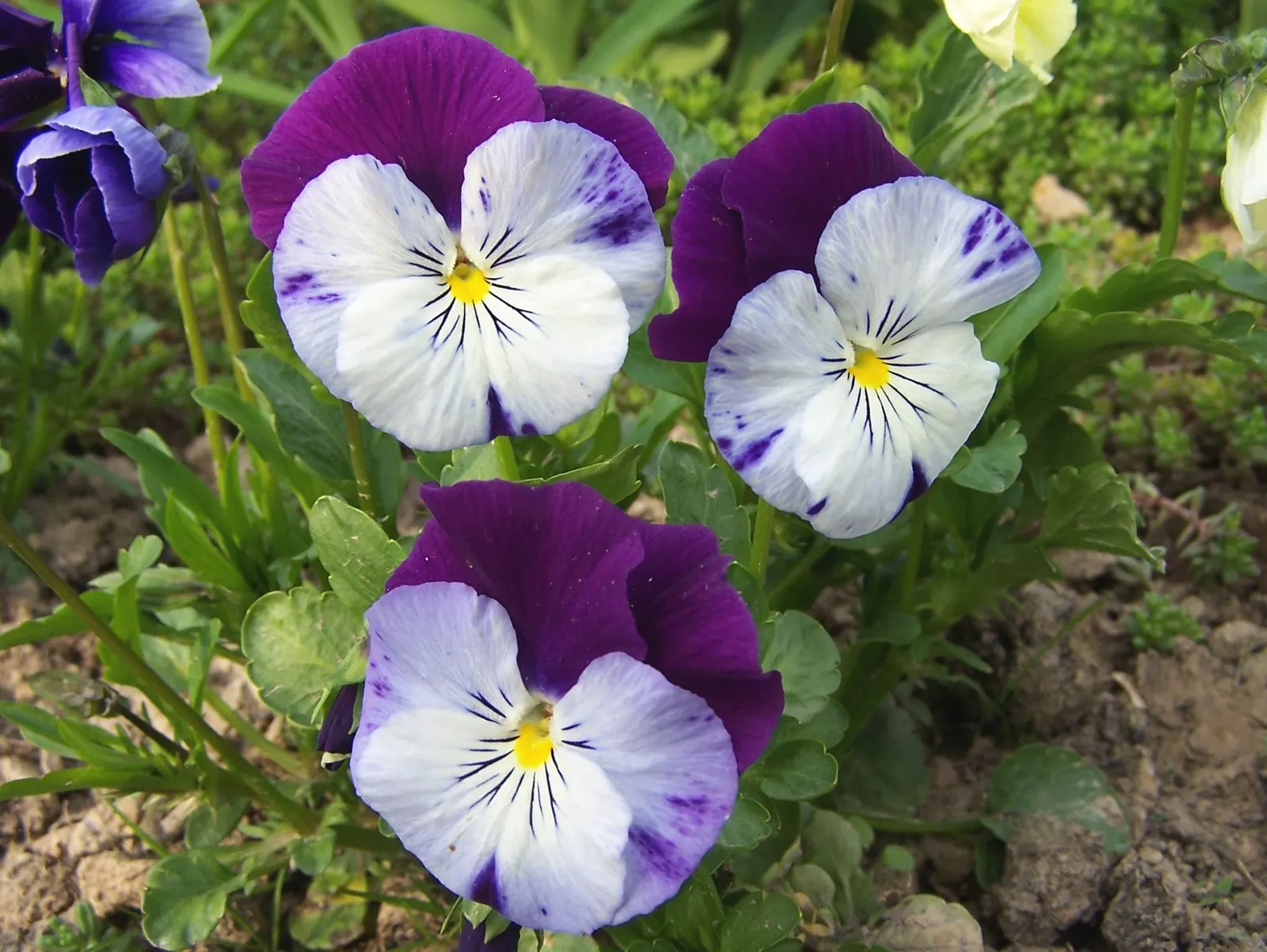 Common Pansy (Viola X Wittrockiana) — The Common Pansy (Viola x wittrockiana) stands out with a heart-shaped; this hardy plant is ideal for borders, image 91