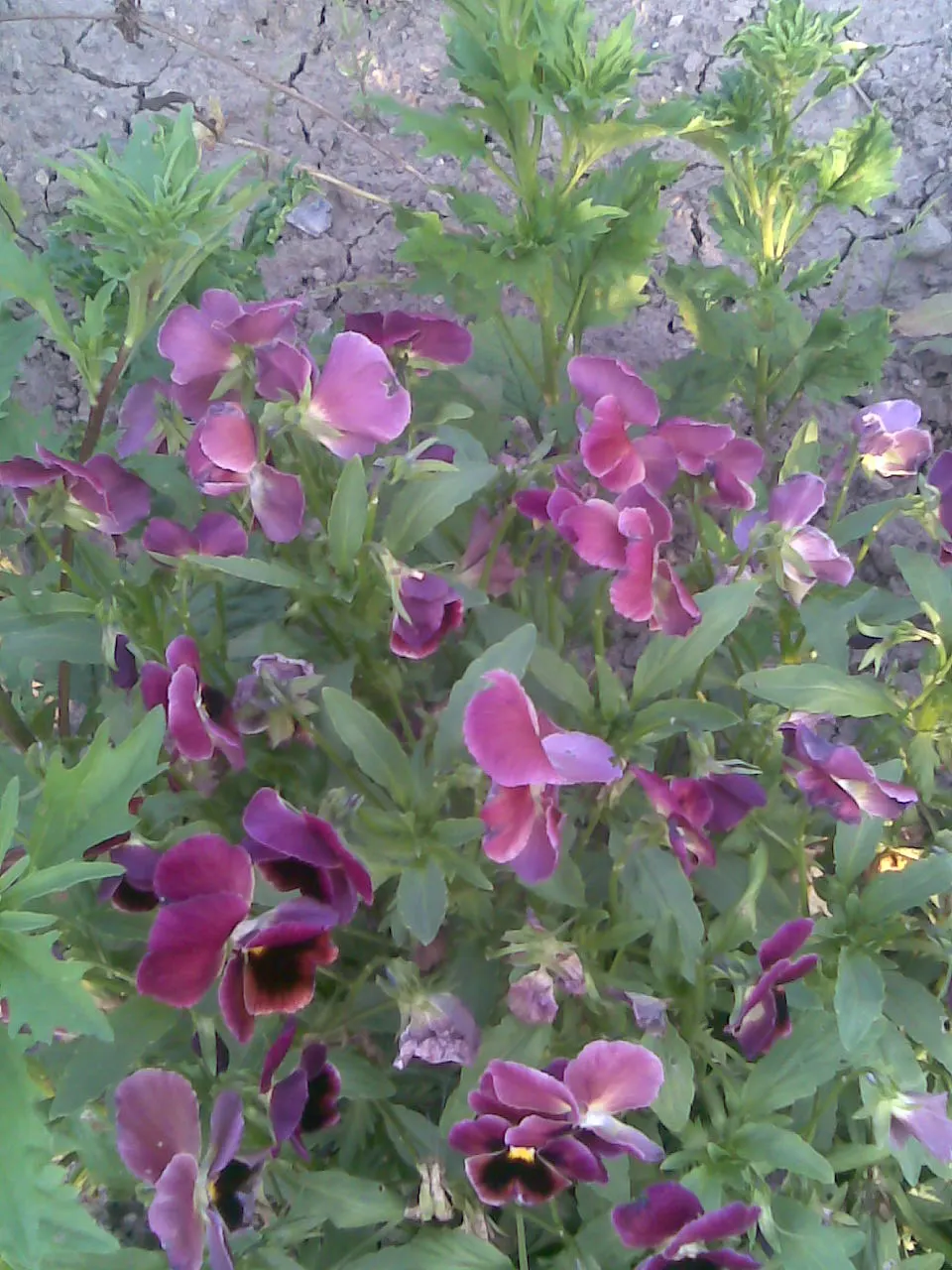 Common Pansy (Viola X Wittrockiana) — This hybrid plant typically reaches a modest height of 6 to 9 inches and spreads approximately 9 to 12, image 69