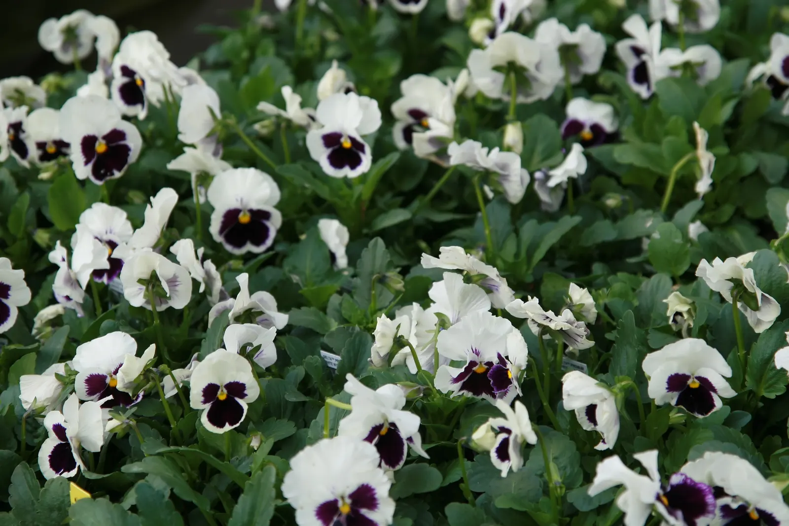 Common Pansy (Viola X Wittrockiana) — and even bicolor variations; offer a prolonged display from early spring through late fall