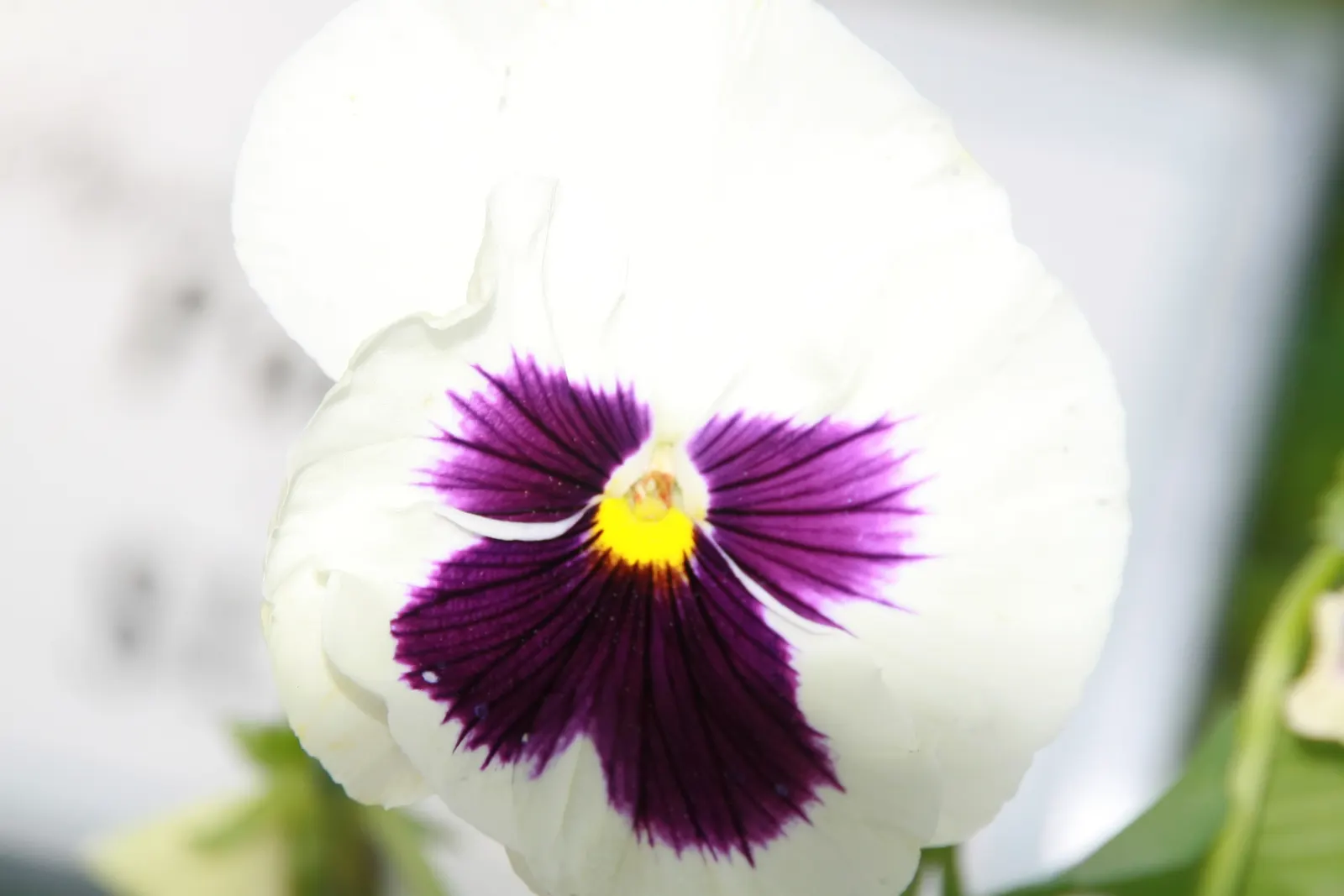 Common Pansy (Viola X Wittrockiana) — making it an excellent choice for ground cover or for adding splashes of color in borders; the Common Pansy, image 70