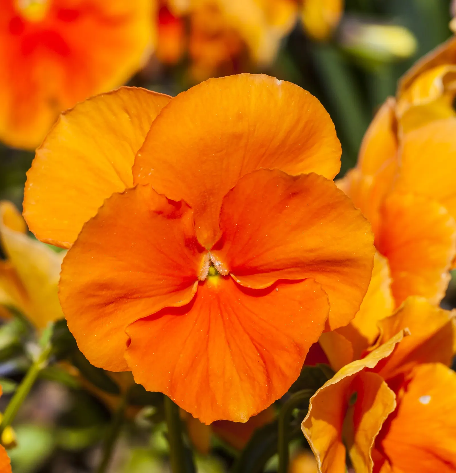 Common Pansy (Viola X Wittrockiana) — this hardy plant is ideal for borders and containers