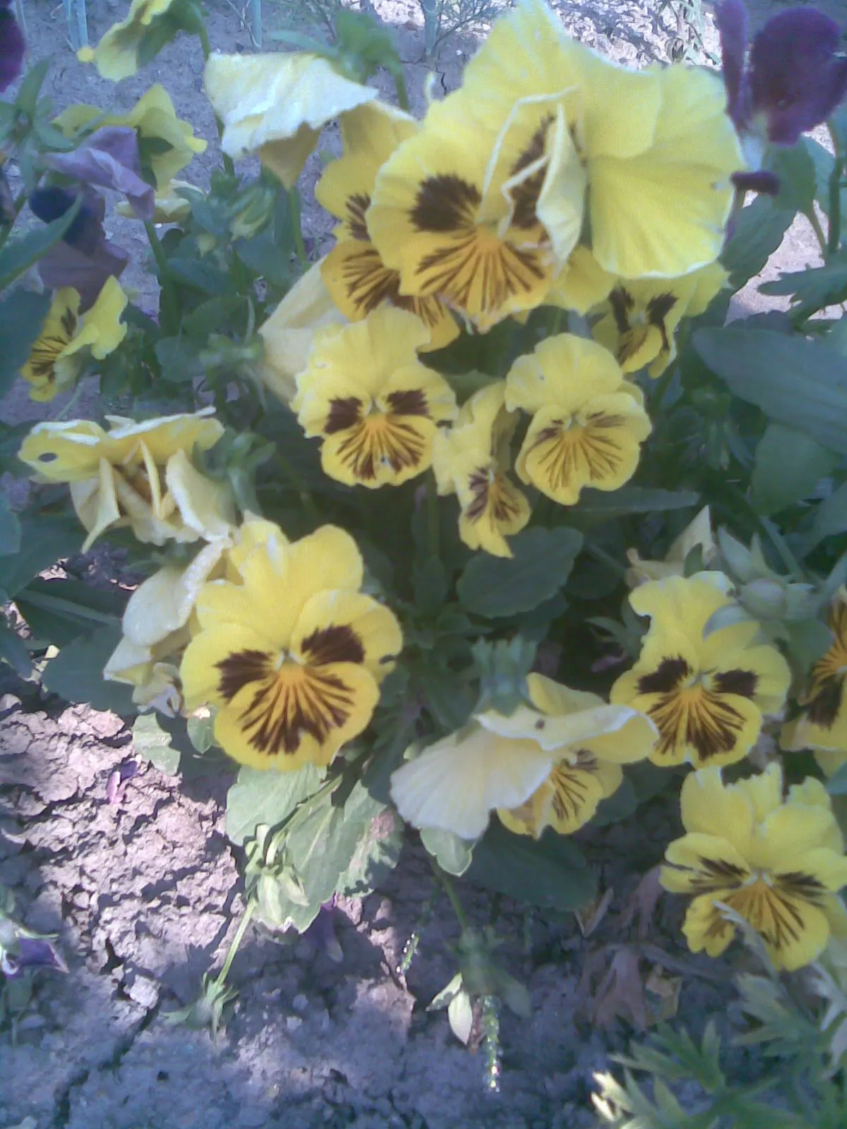 Common Pansy (Viola X Wittrockiana) — as pansies perform best with consistent moisture; integrating seamlessly into a garden's ecosystem
