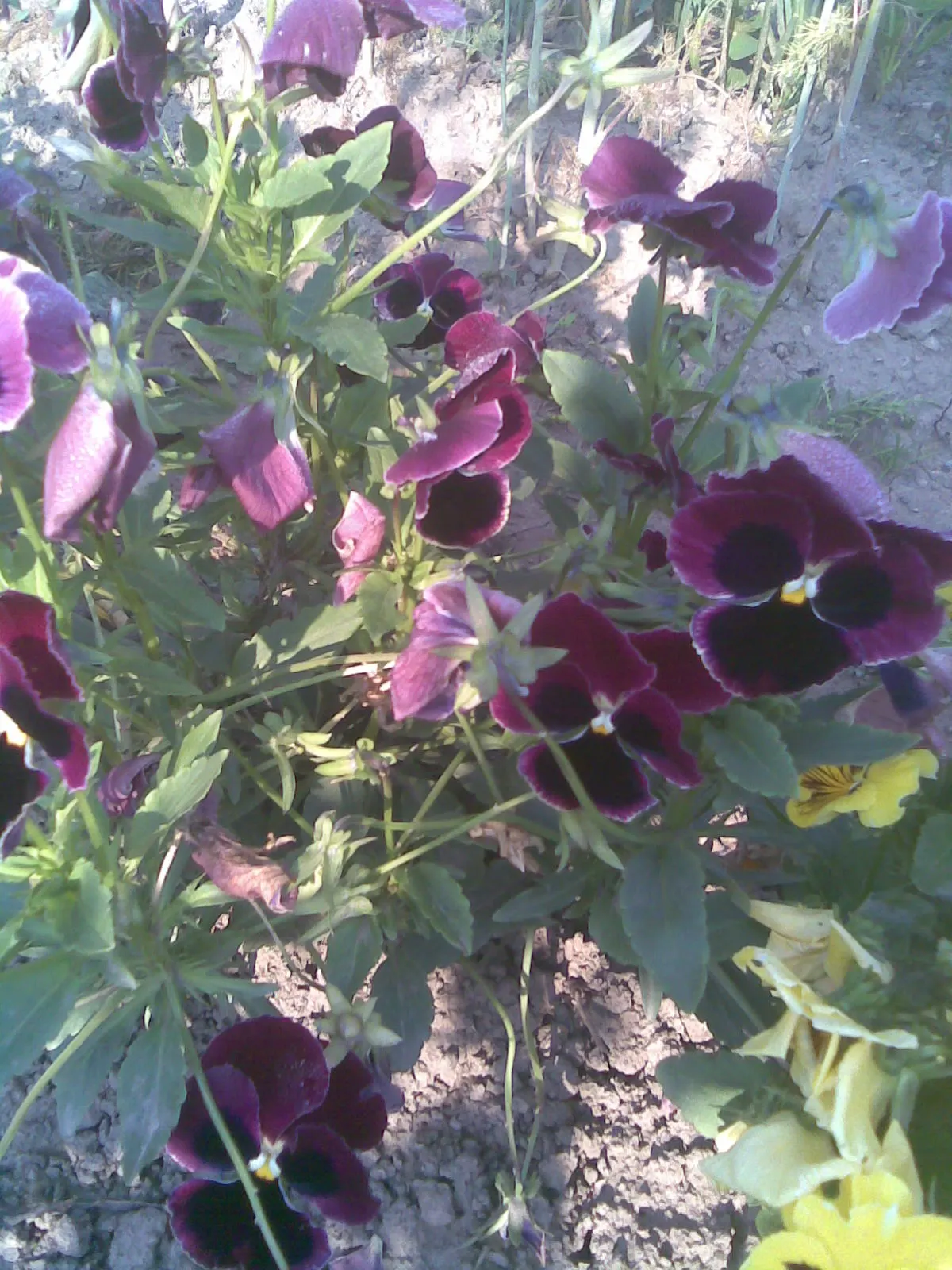 Common Pansy (Viola X Wittrockiana) — pansies can attract pollinators such as butterflies; remind them to water regularly, image 111