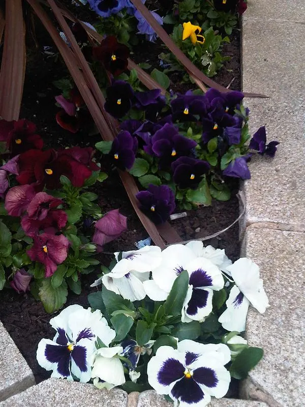 Common Pansy (Viola X Wittrockiana) — With minimal maintenance, these charming blooms will contribute eye-catching beauty to any garden design, image 87
