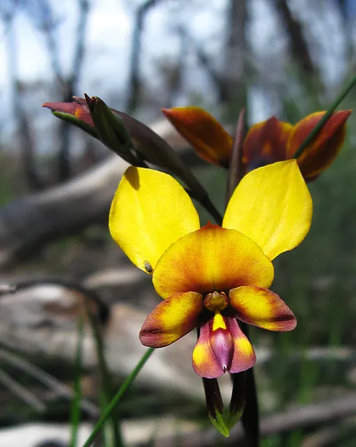 Common Pansy (Viola X Wittrockiana) — they prefer well-drained soil with a moderate amount of organic matter; they thrive in temperatures between, image 76