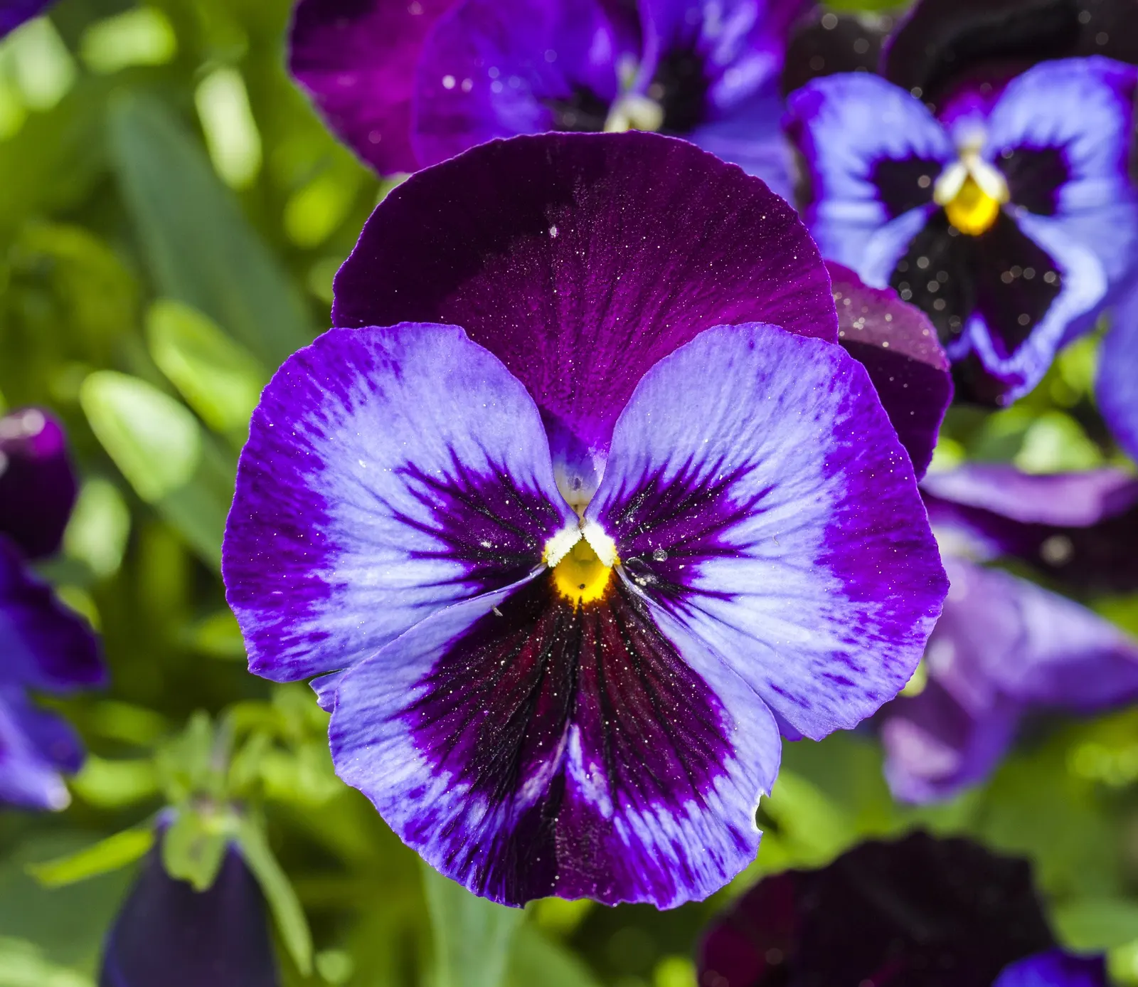 Common Pansy (Viola X Wittrockiana) — often with charming face-like center markings; pansies can attract pollinators such as butterflies