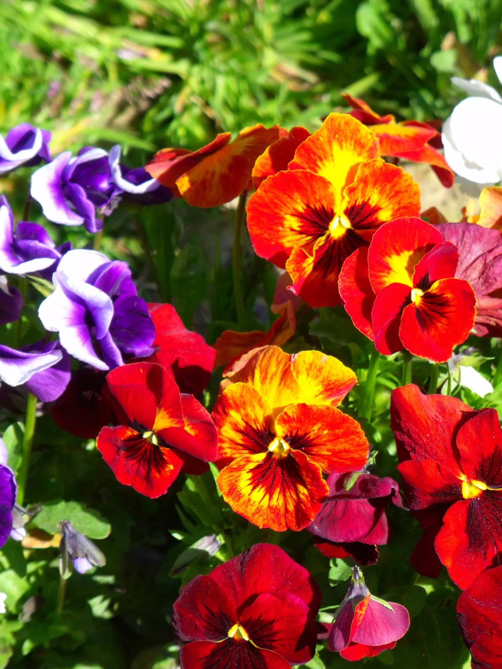 Common Pansy (Viola X Wittrockiana) — annual with multi-colored and yellow blooms; making them ideal for cooler planting zones, image 119