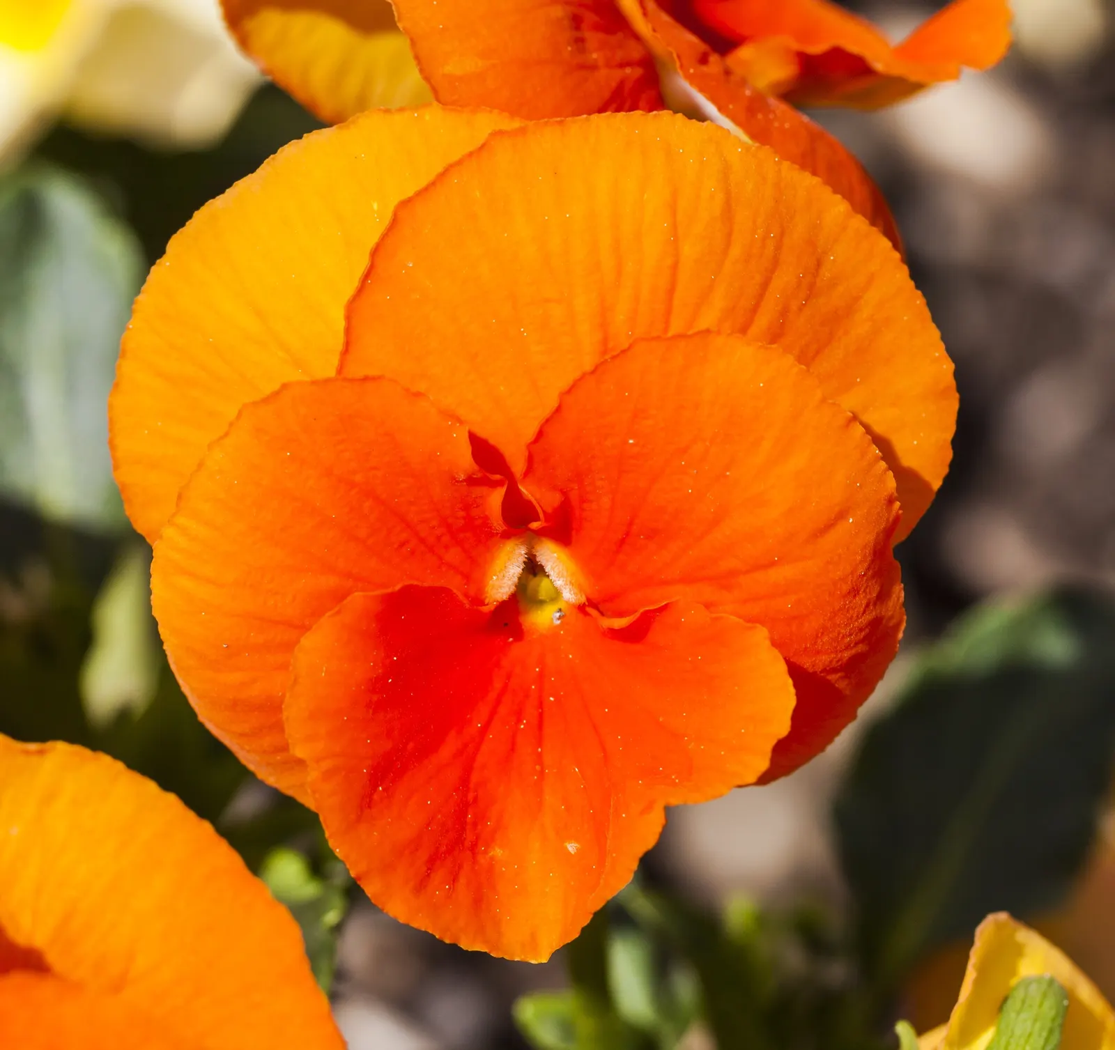 Common Pansy (Viola X Wittrockiana) — remind them to water regularly; depending on the climate.<br><br>For optimal growth
