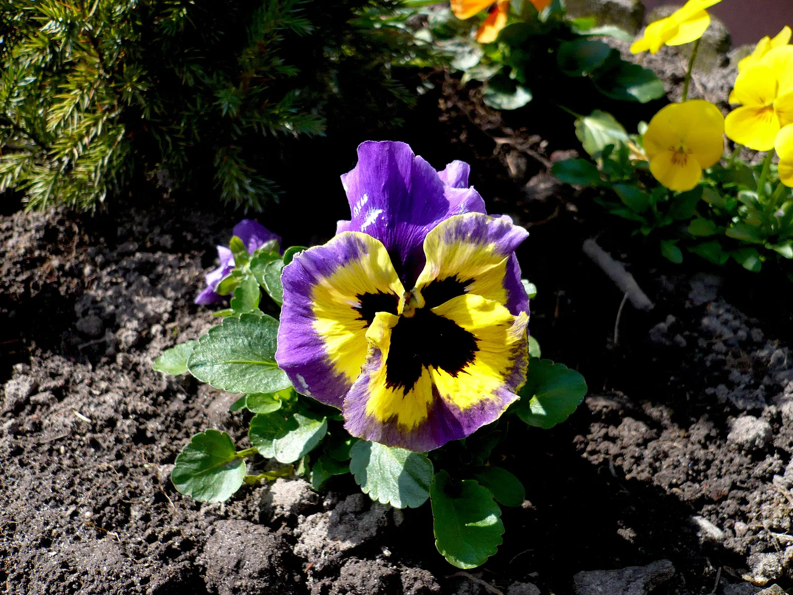 Common Pansy (Viola X Wittrockiana) — Pansies add a splash of color in spring and fall, being frost-tolerant and blooming with proper deadheading; this hybrid