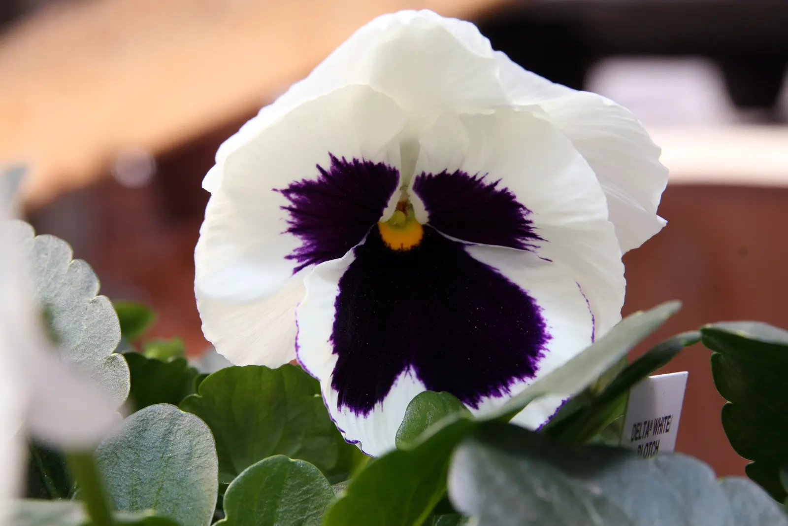 Common Pansy (Viola X Wittrockiana) — This hybrid plant typically reaches a modest height of 6 to 9 inches and spreads approximately 9 to 12, image 129
