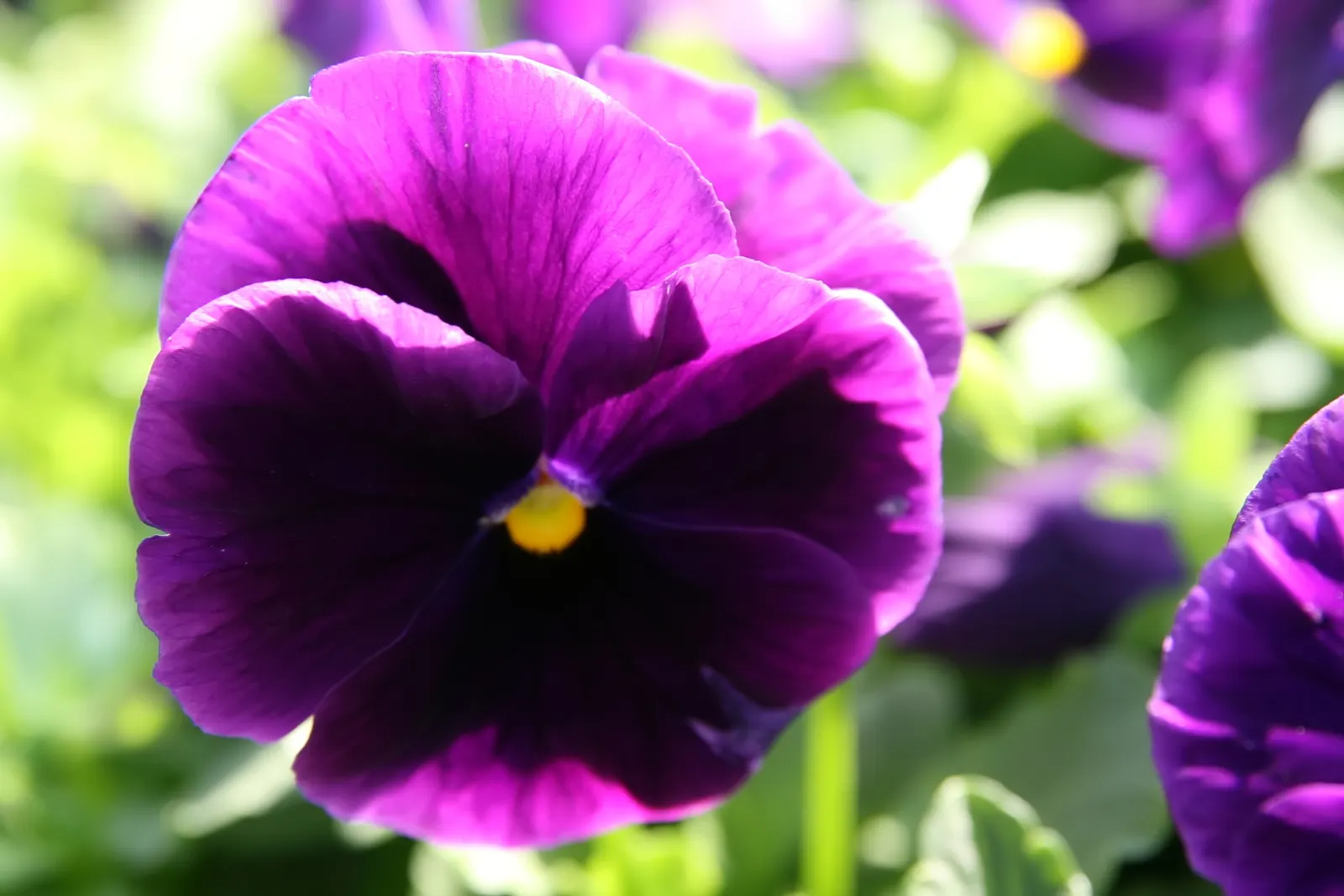 Common Pansy (Viola X Wittrockiana) — though be mindful to avoid waterlogging; annual with multi-colored and yellow blooms, image 116