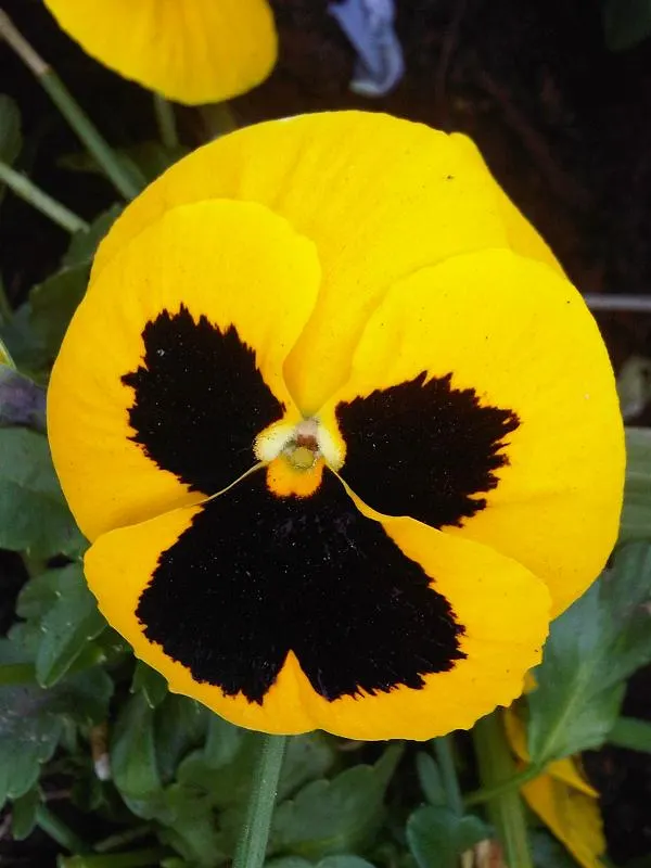 Common Pansy (Viola X Wittrockiana) — This hybrid plant typically reaches a modest height of 6 to 9 inches and spreads approximately 9 to 12 inches; annual for