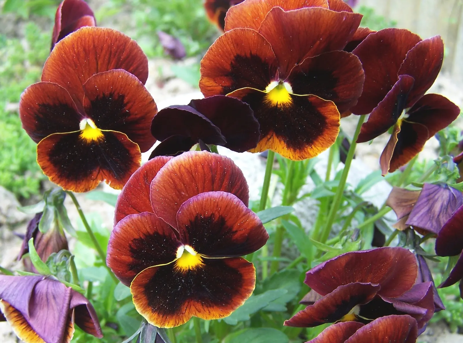 Common Pansy (Viola X Wittrockiana) — When advising clients on care; highly favored in landscape design for its array of vivid colors and robust, image 83