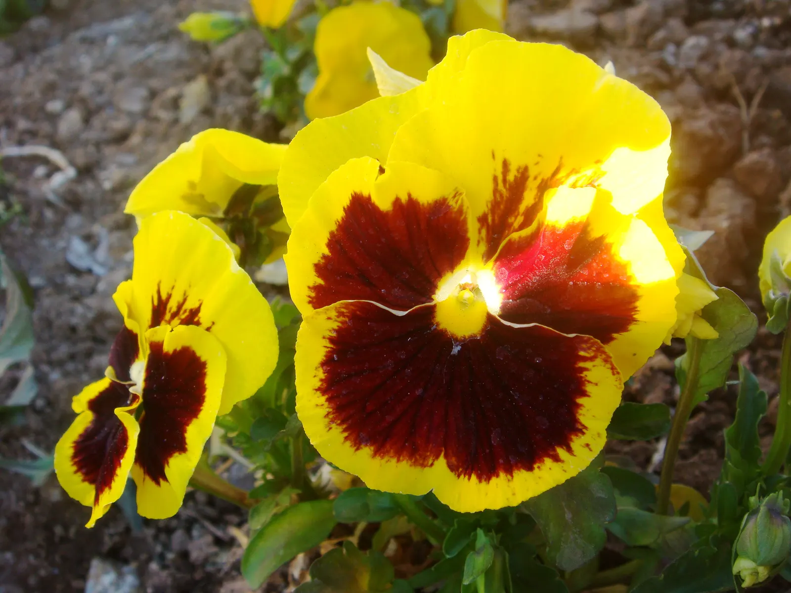 Common Pansy (Viola X Wittrockiana) — they thrive in temperatures between 40°F and 60°F; making it an excellent choice for ground cover or for adding