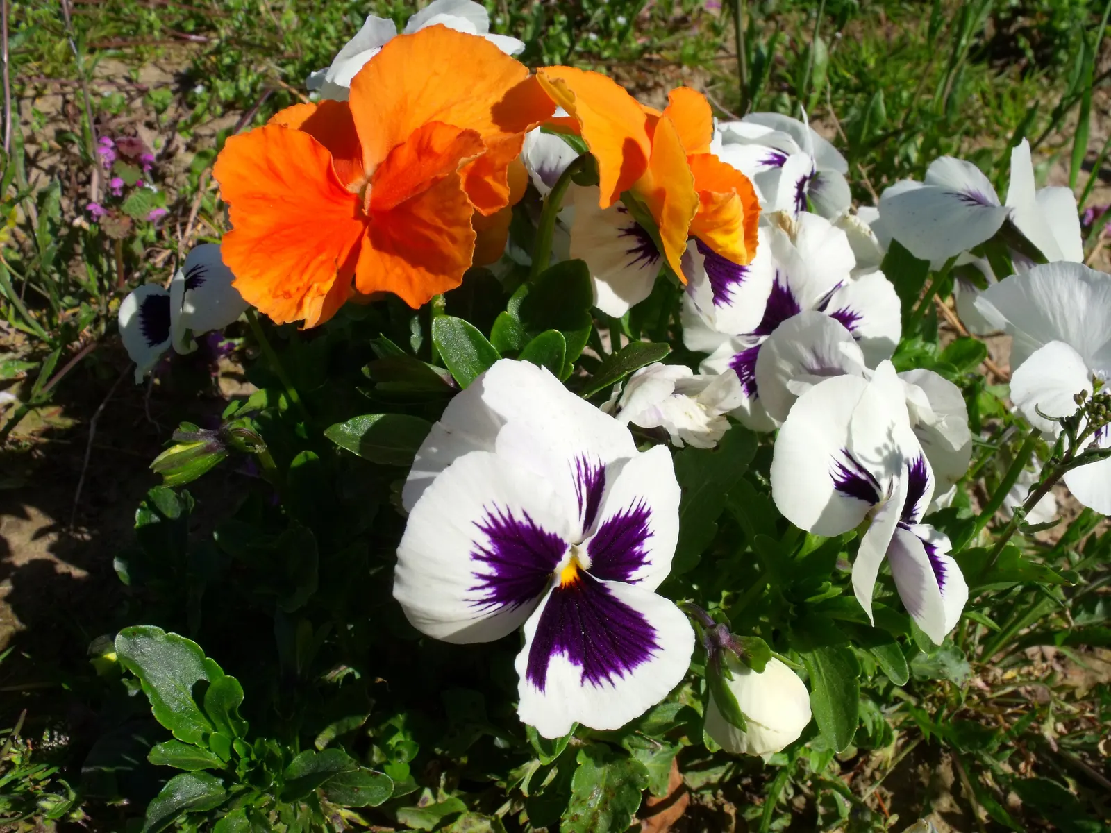Common Pansy (Viola X Wittrockiana) — Typically growing to about 6-9 inches in height and spreading up to 9-12 inches; while pansies are cold-hardy
