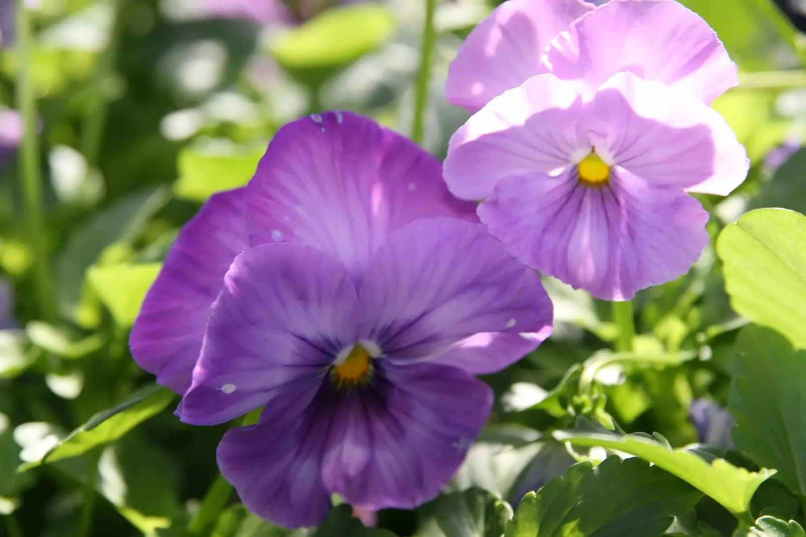 Common Pansy (Viola X Wittrockiana) — often with charming face-like center markings