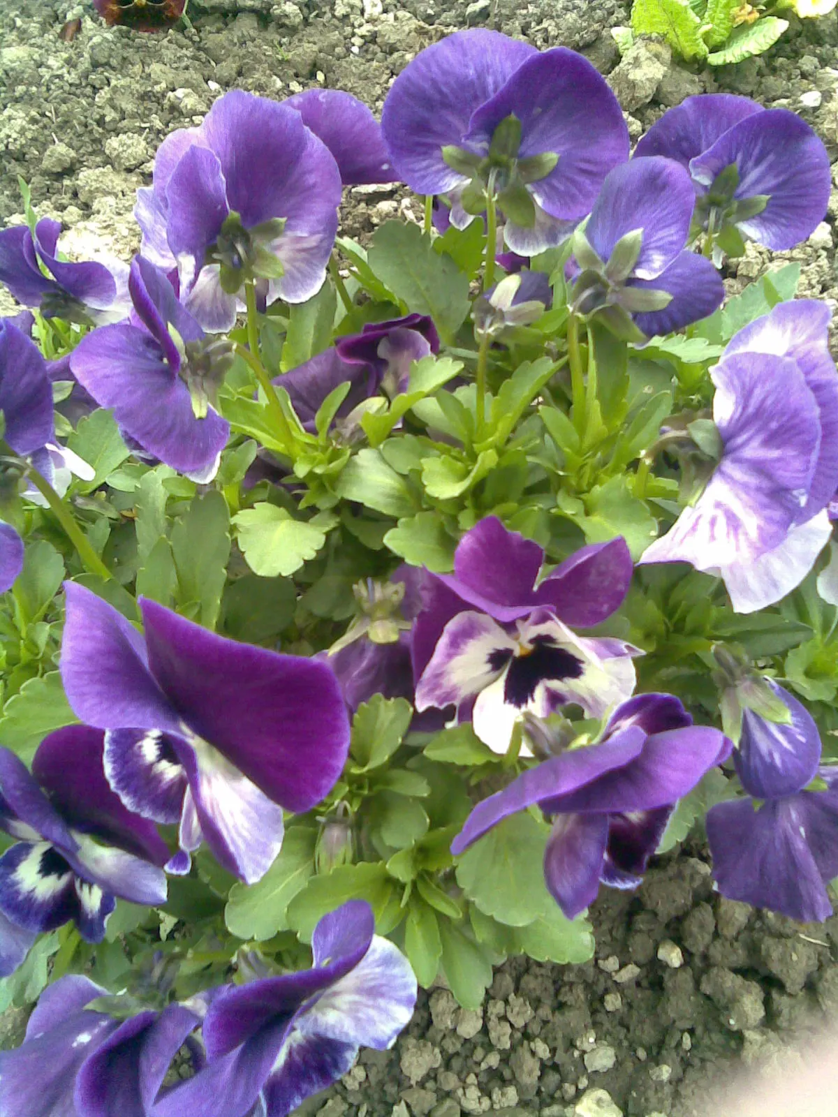 Common Pansy (Viola X Wittrockiana) — annual for full or half or shade; with minimal maintenance, these charming blooms will contribute, image 90