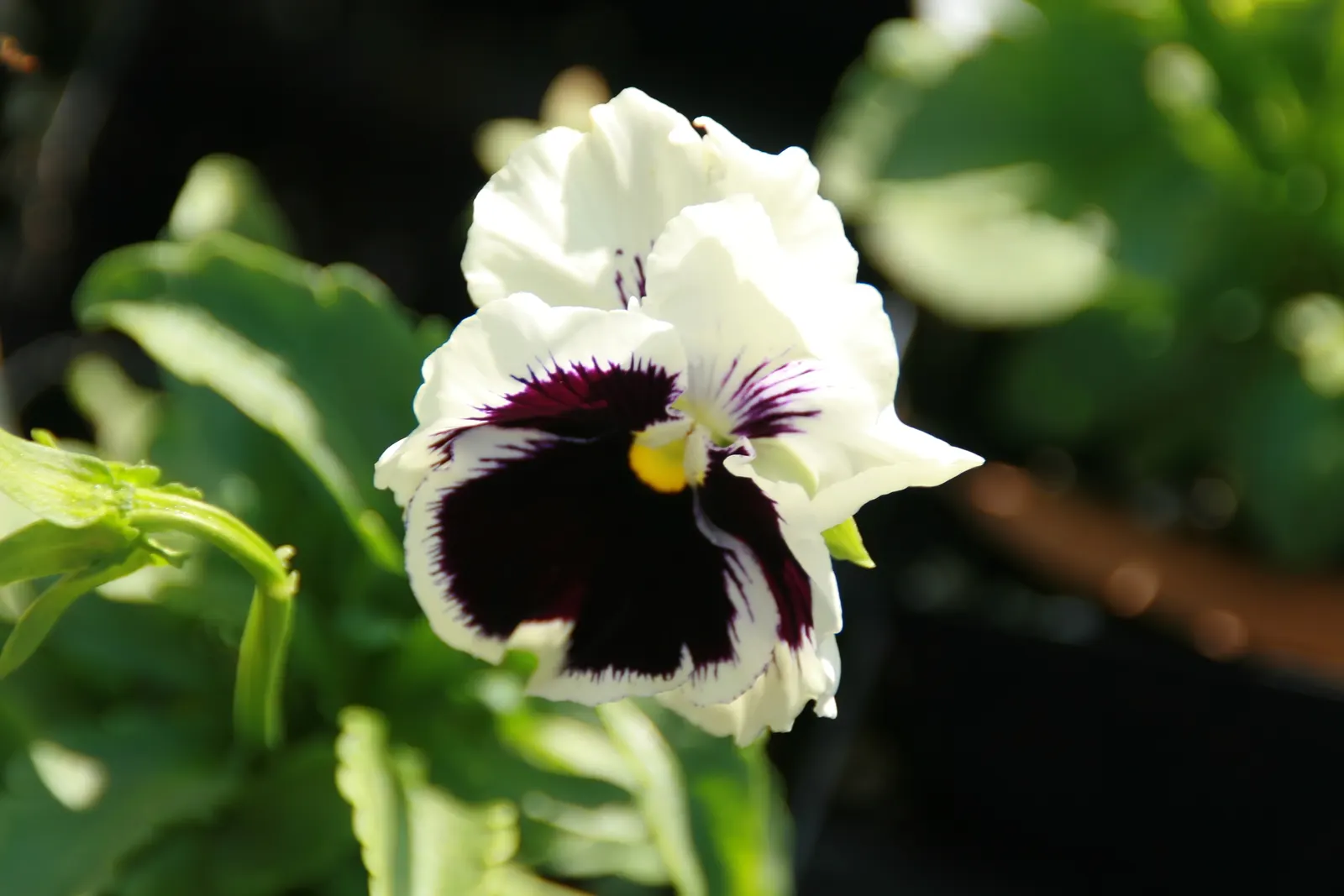 Common Pansy (Viola X Wittrockiana) — It prefers full to partial sun and well-drained soil